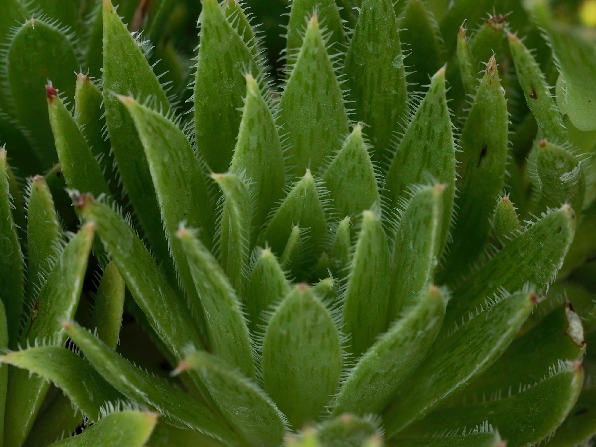 Image of Aeonium simsii