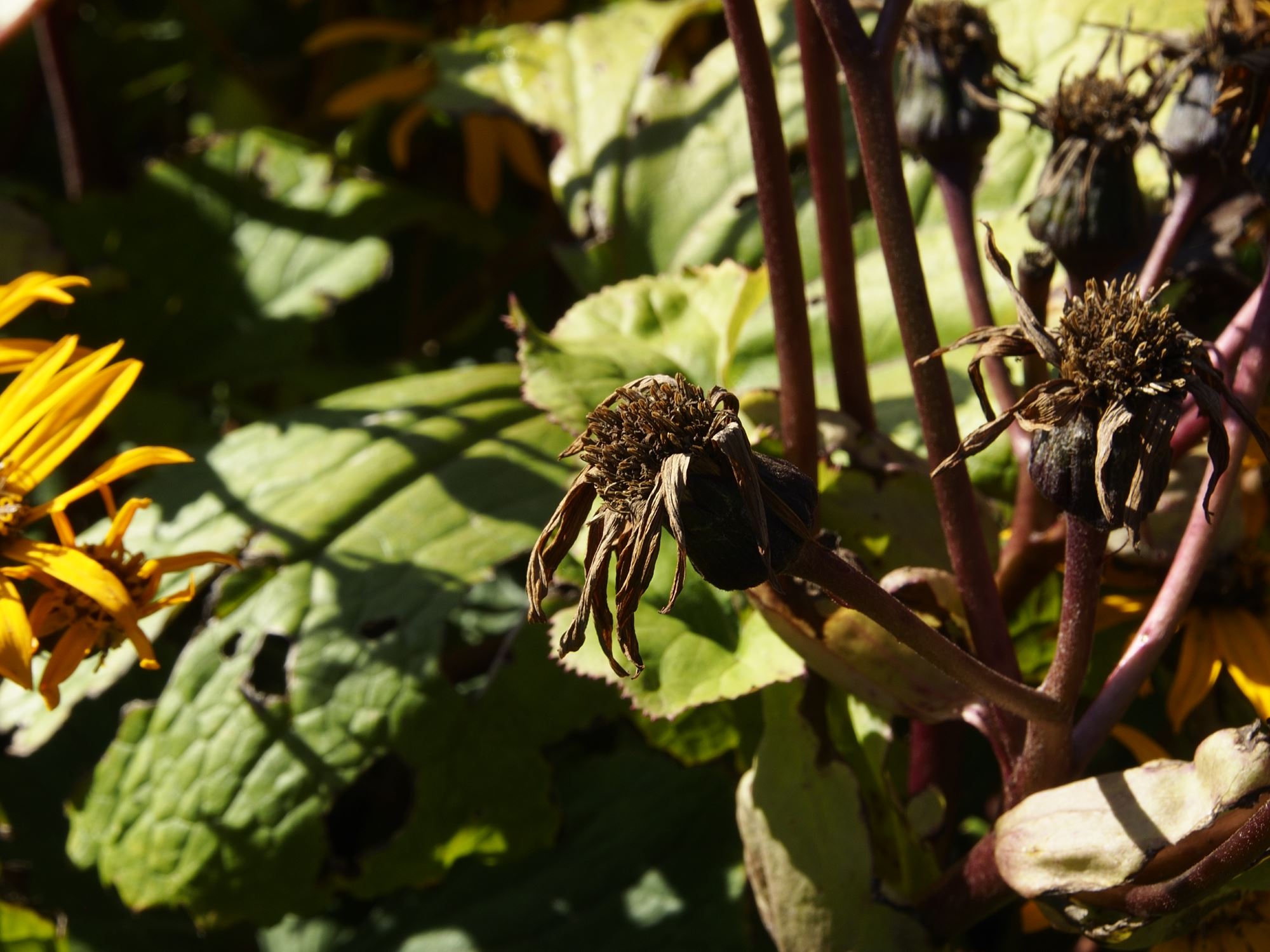 Image of Ligularia dentata 'Desdemona'