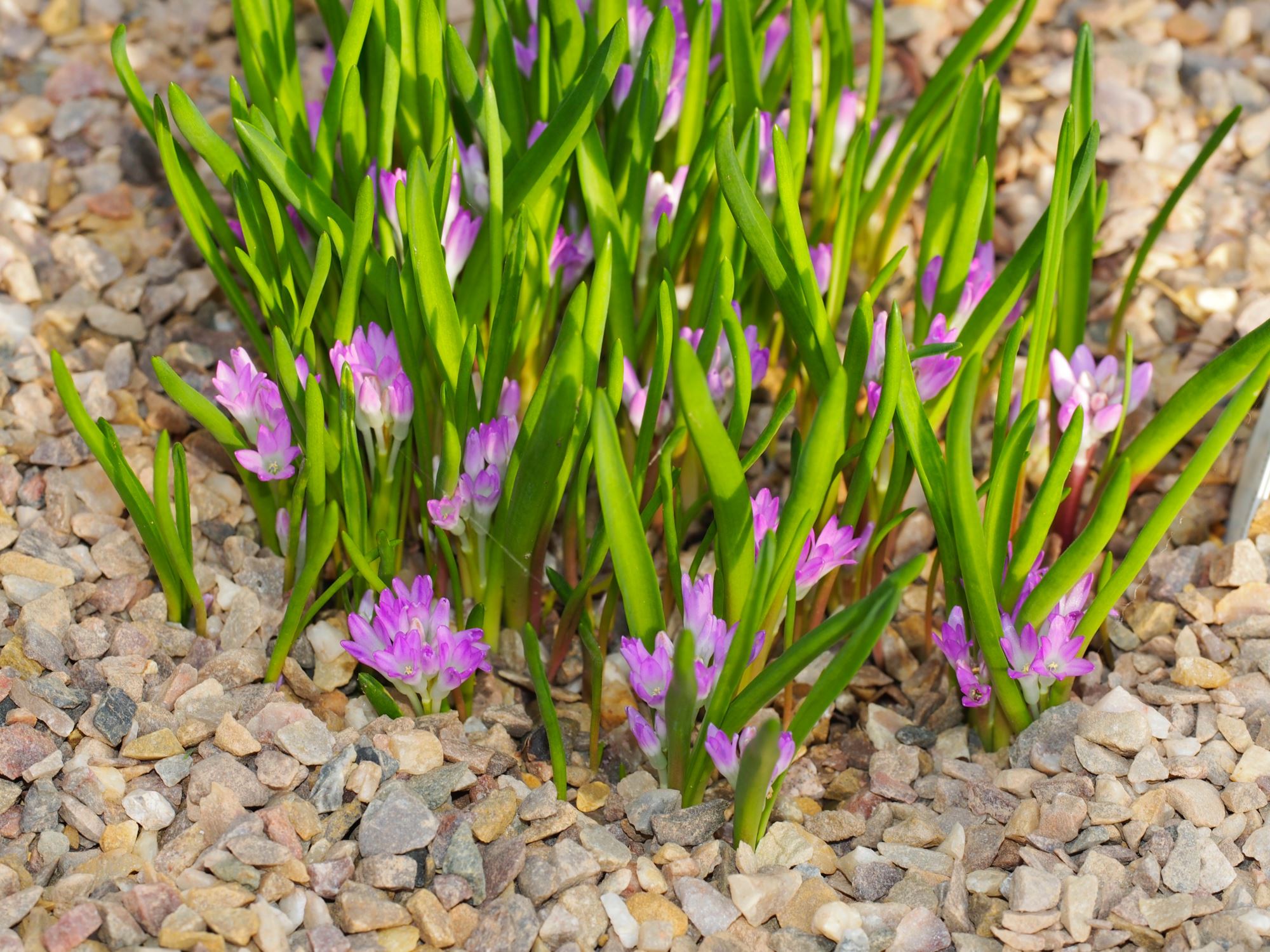 Image of Lachenalia paucifolia