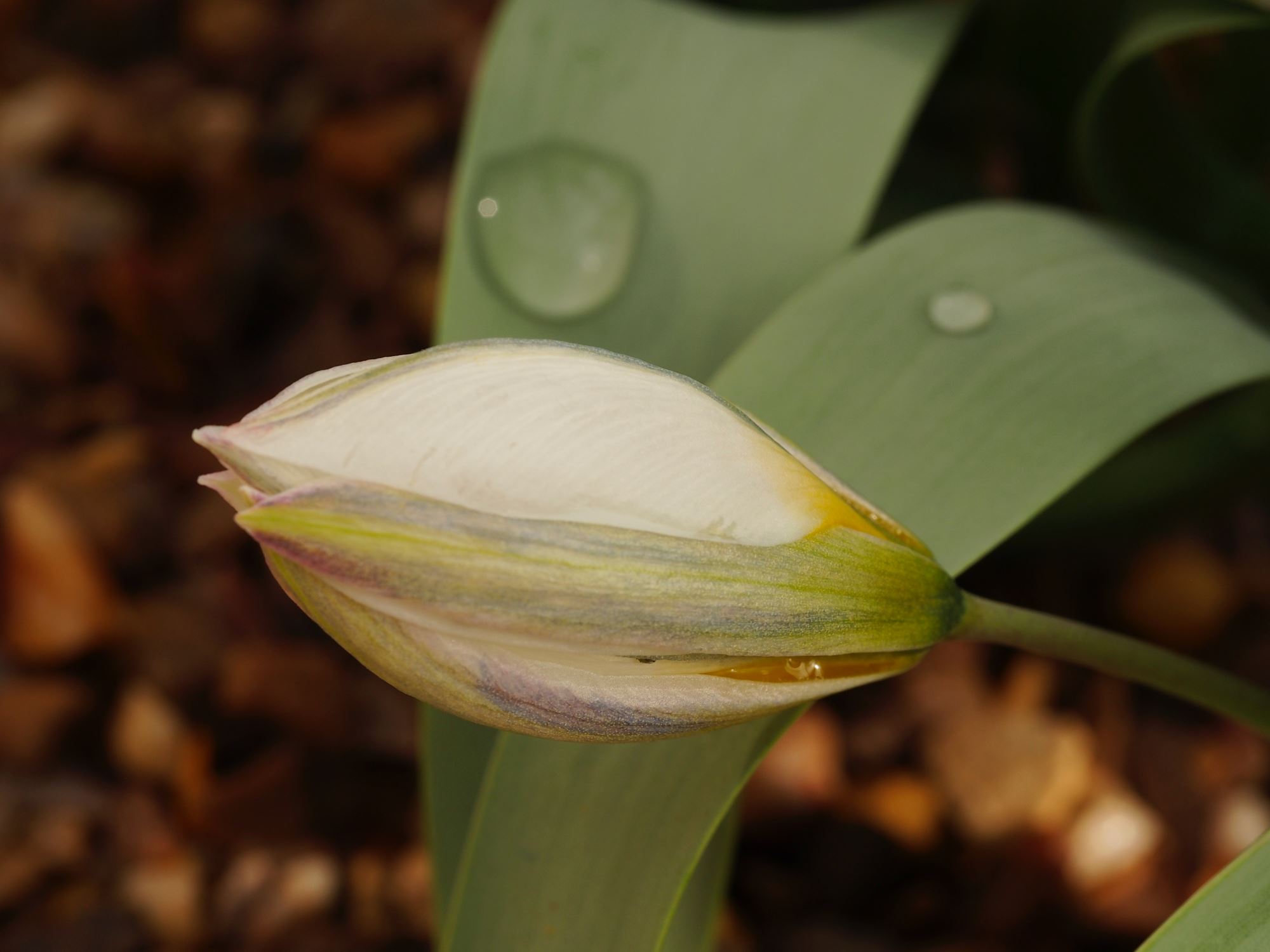 Image of Tulipa biflora