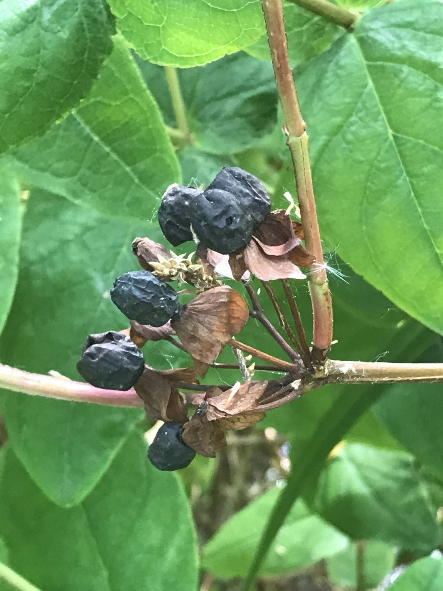 Image of Hypericum androsaemum
