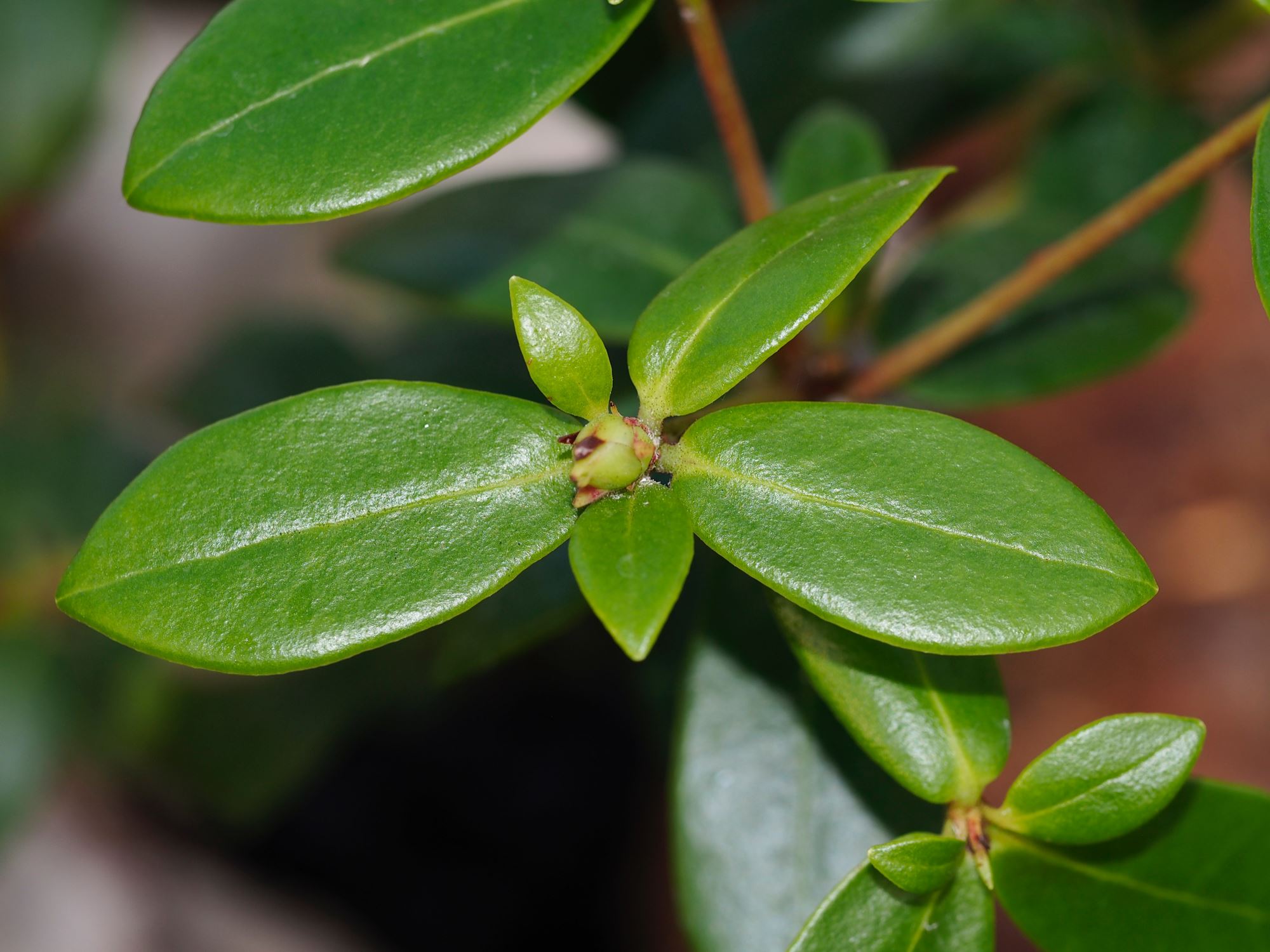 Image of Rhododendron jasminiflorum subsp. jasminiflorum