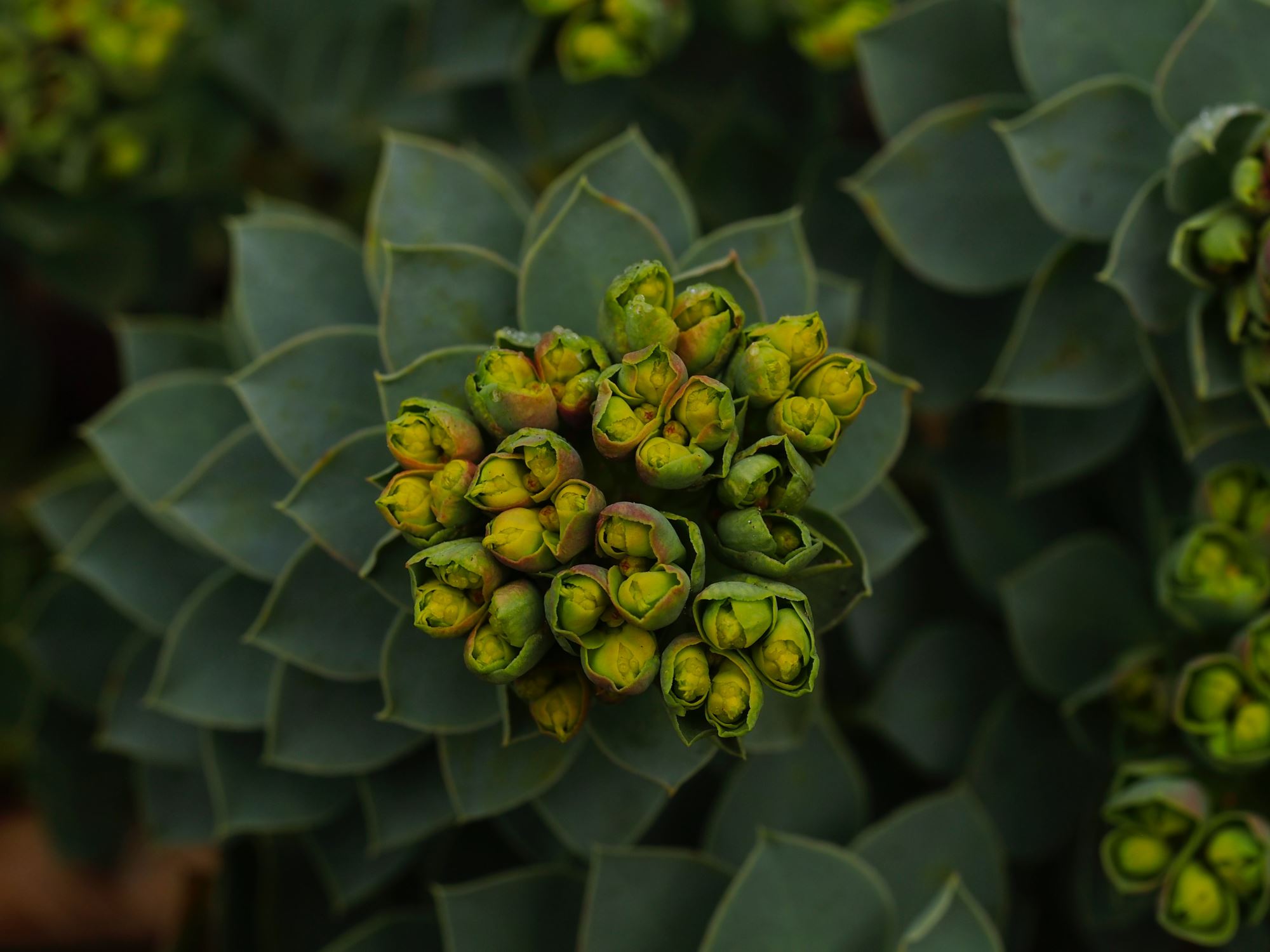 Image of Euphorbia myrsinites