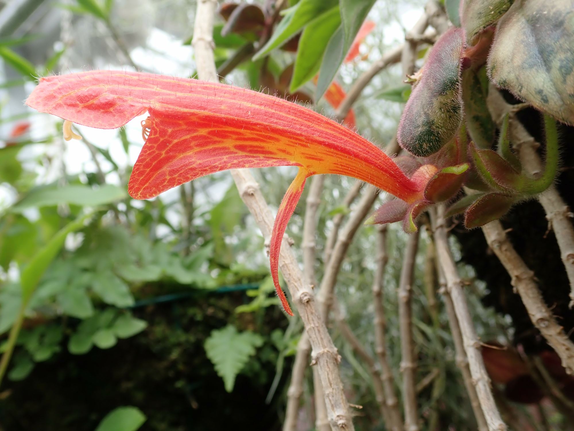 Image of Columnea gloriosa