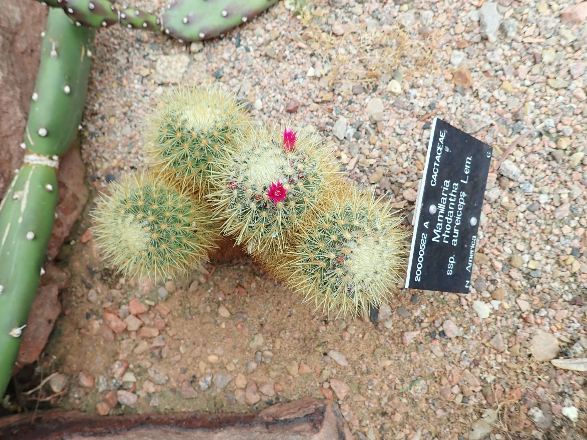 Image of Mammillaria rhodantha subsp. rhodantha