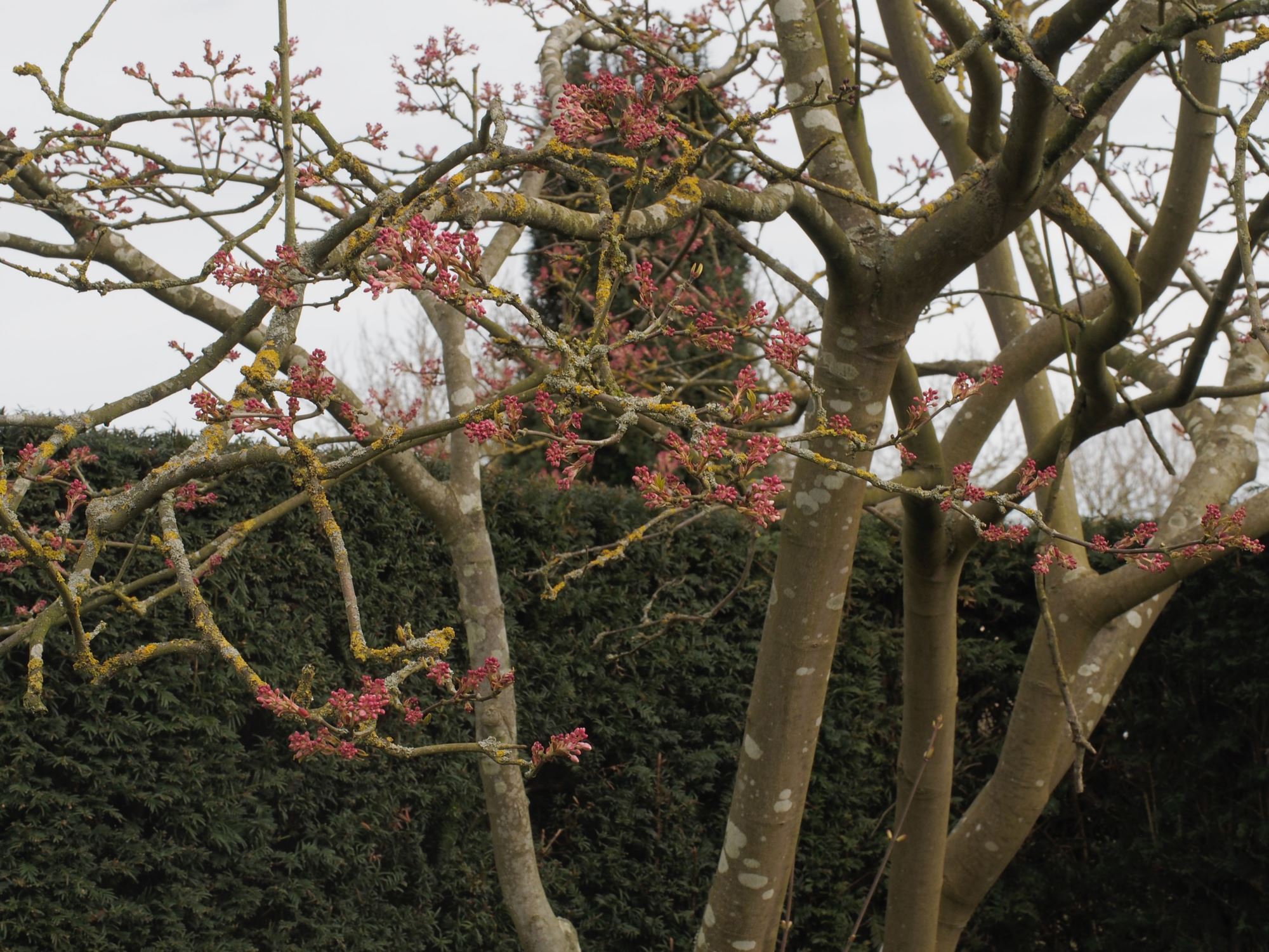 Image of Staphylea holocarpa 'Rosea'