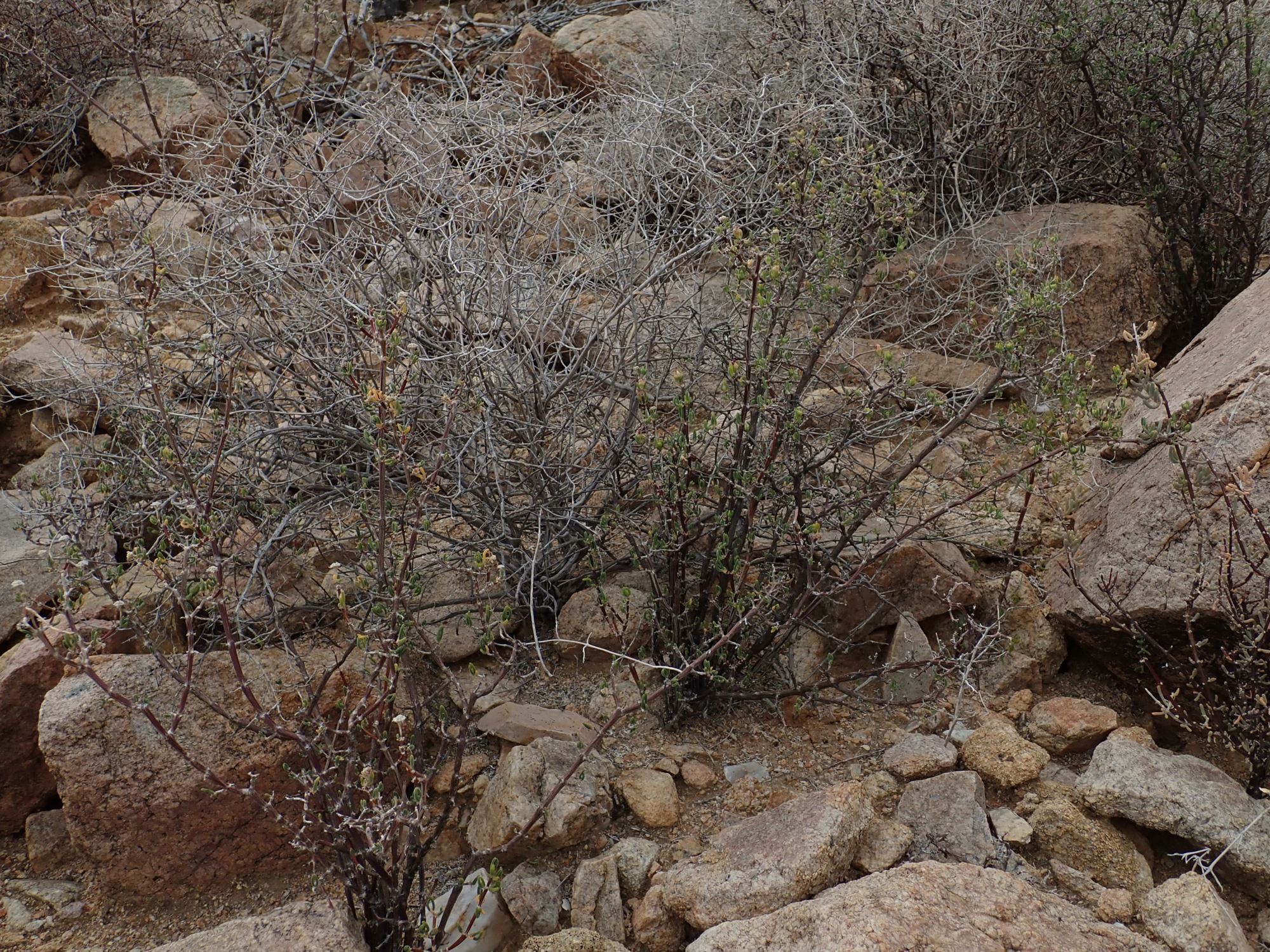 Image of Drosanthemum inornatum