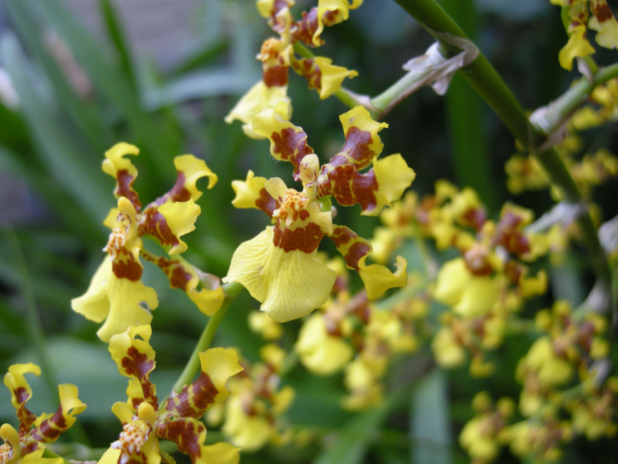 Image of Oncidium sphacelatum