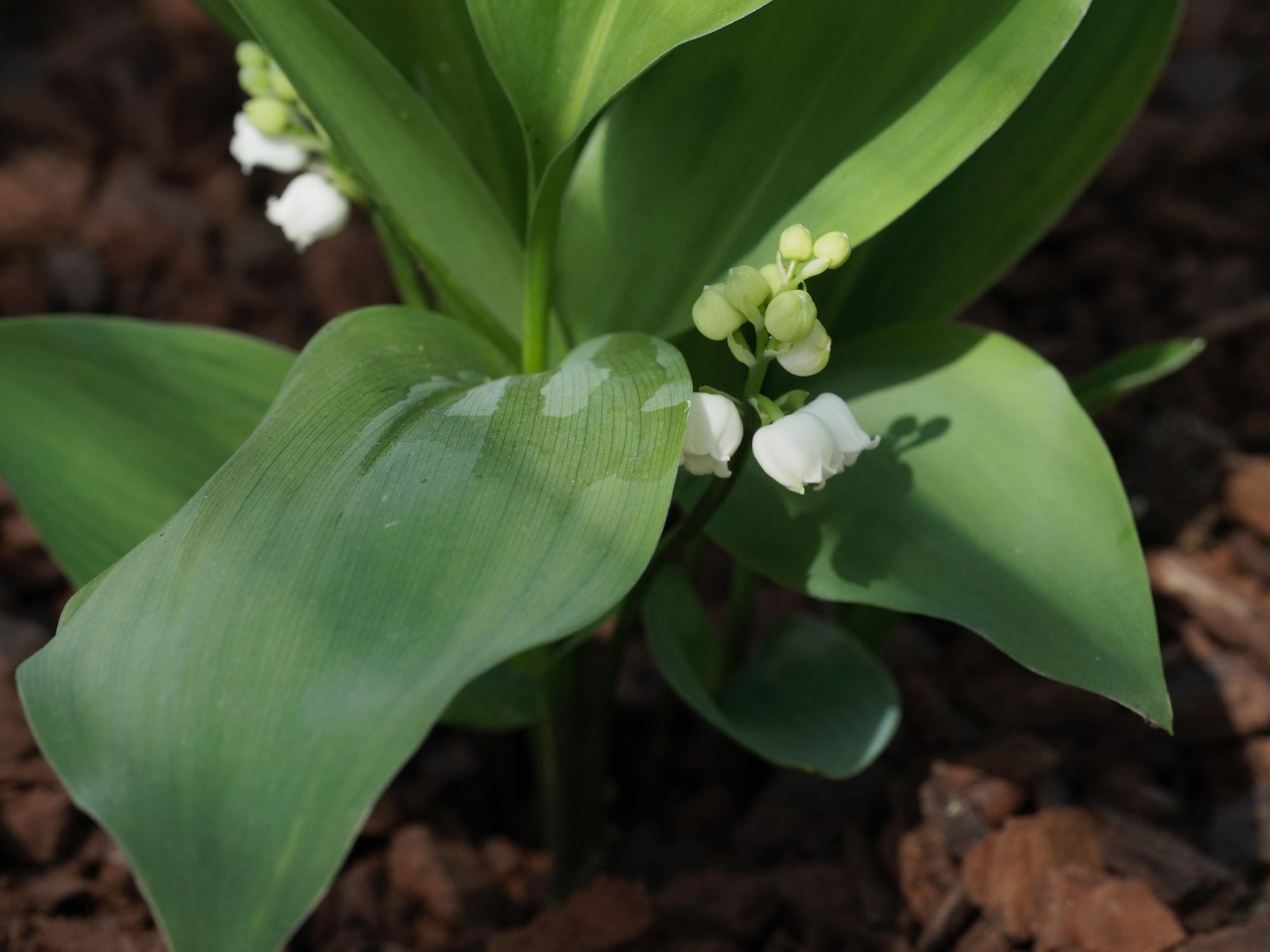 Image of Convallaria majalis