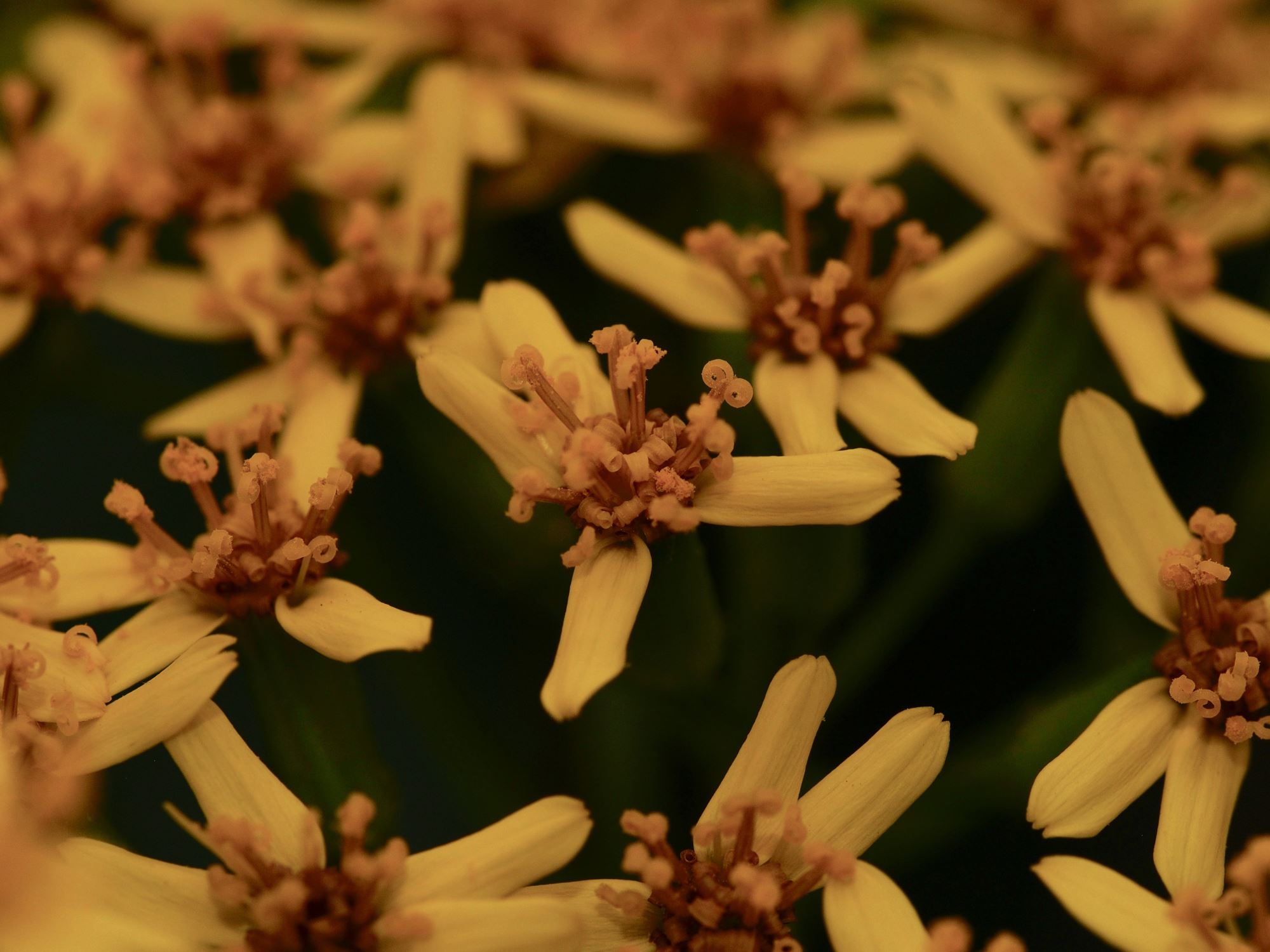 Image of Senecio grandifolius