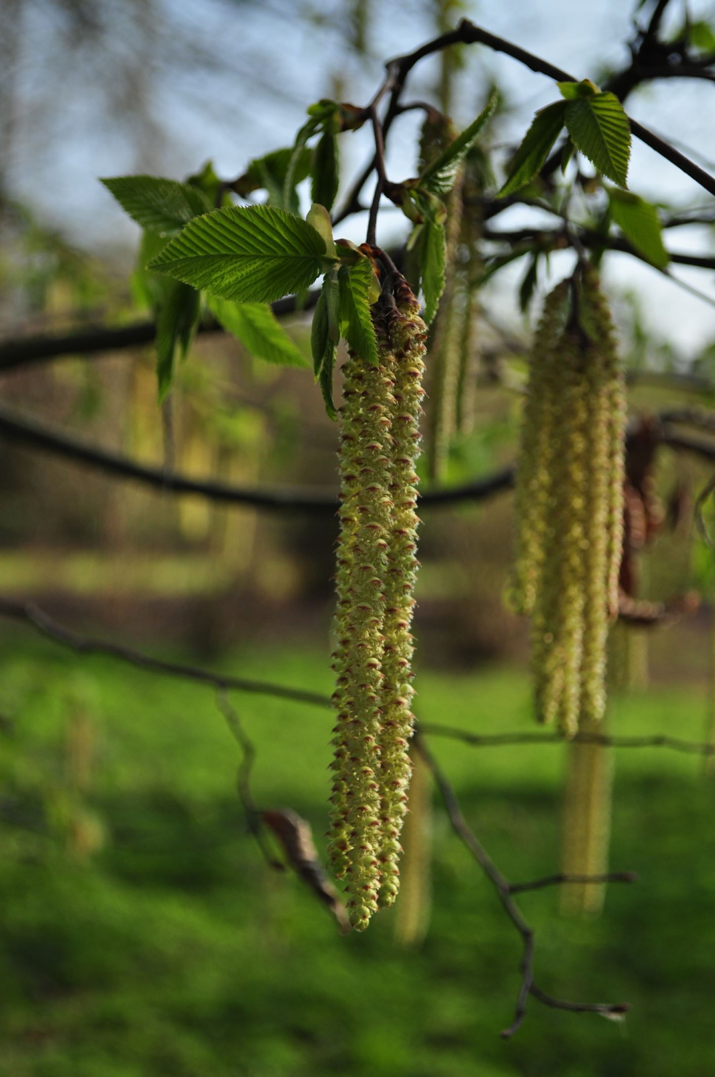 Image of Ostrya carpinifolia