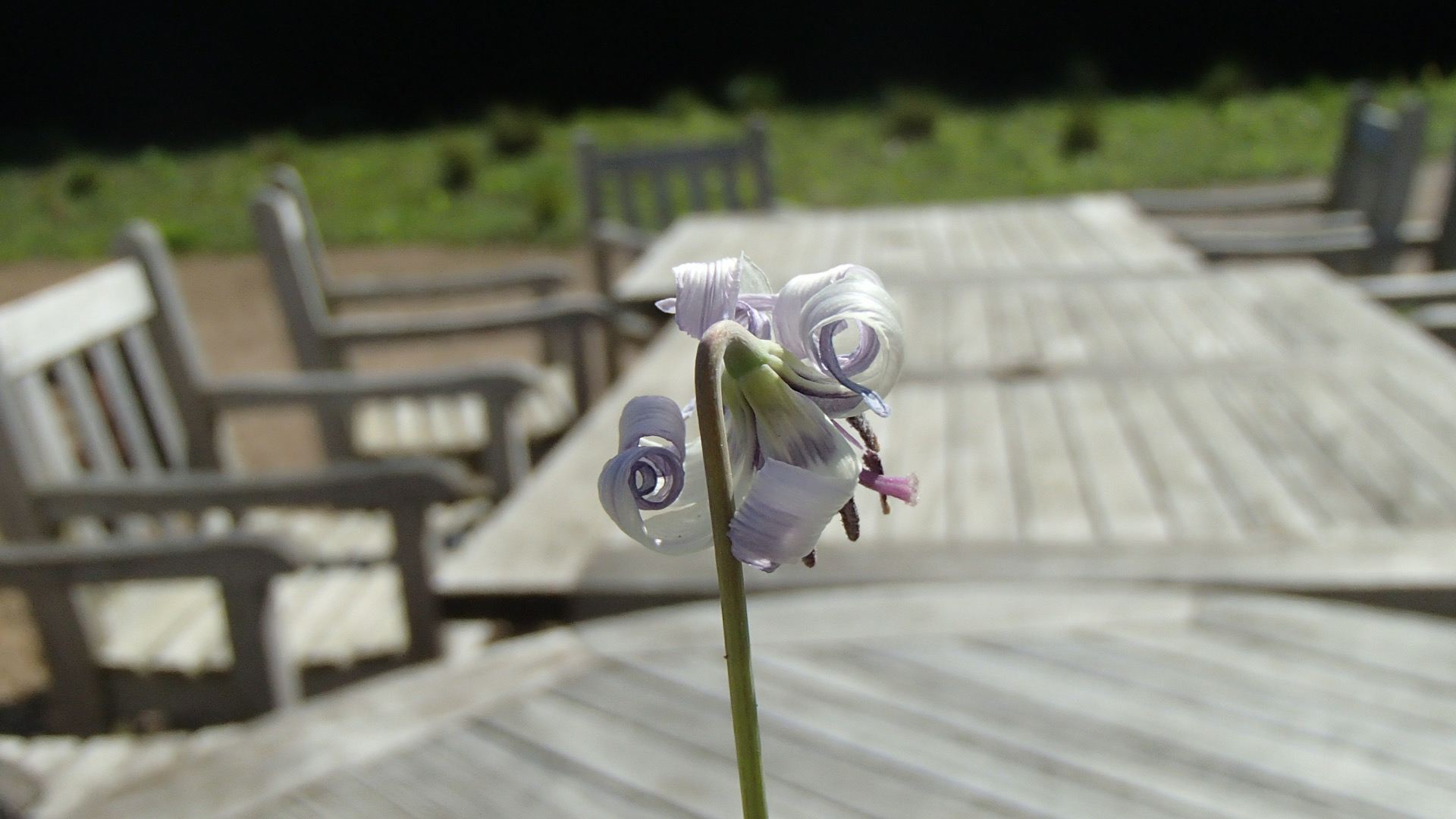 Image of Erythronium hendersonii
