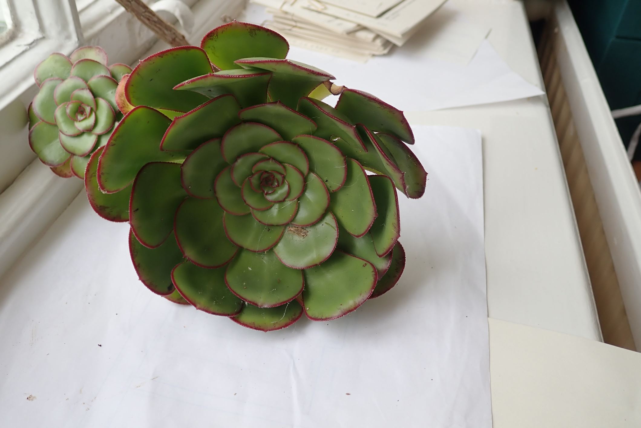 Image of Aeonium urbicum
