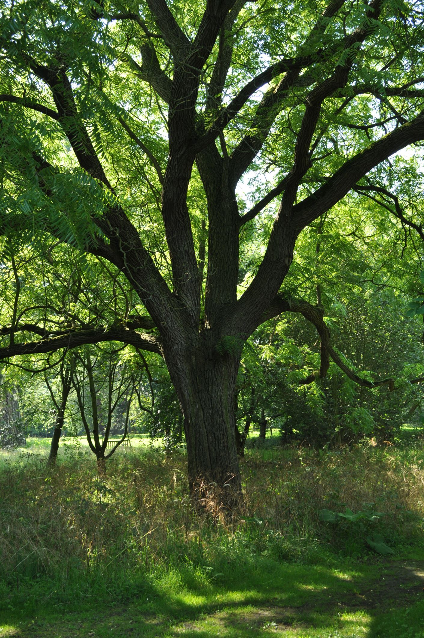 Image of Juglans major