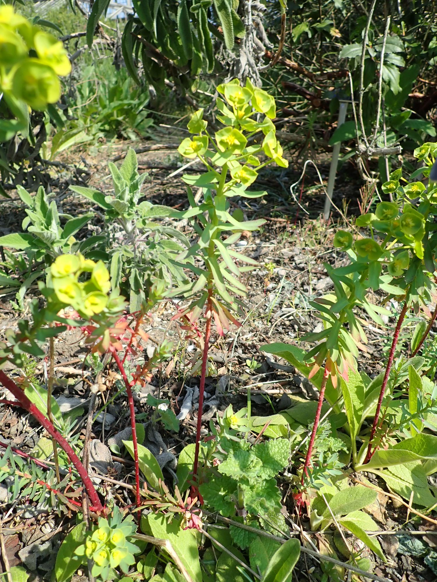 Image of Euphorbia tommasiniana