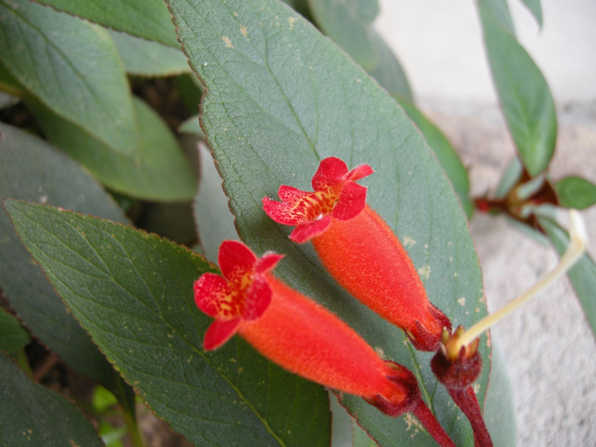 Image of Kohleria eriantha