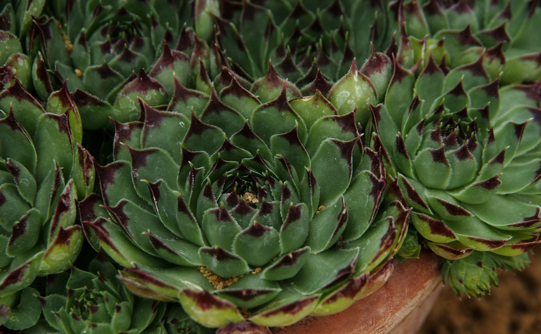 Image of Sempervivum calcareum