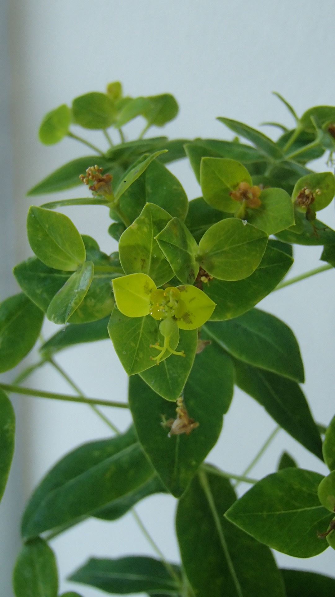 Image of Euphorbia pseudosikkimensis