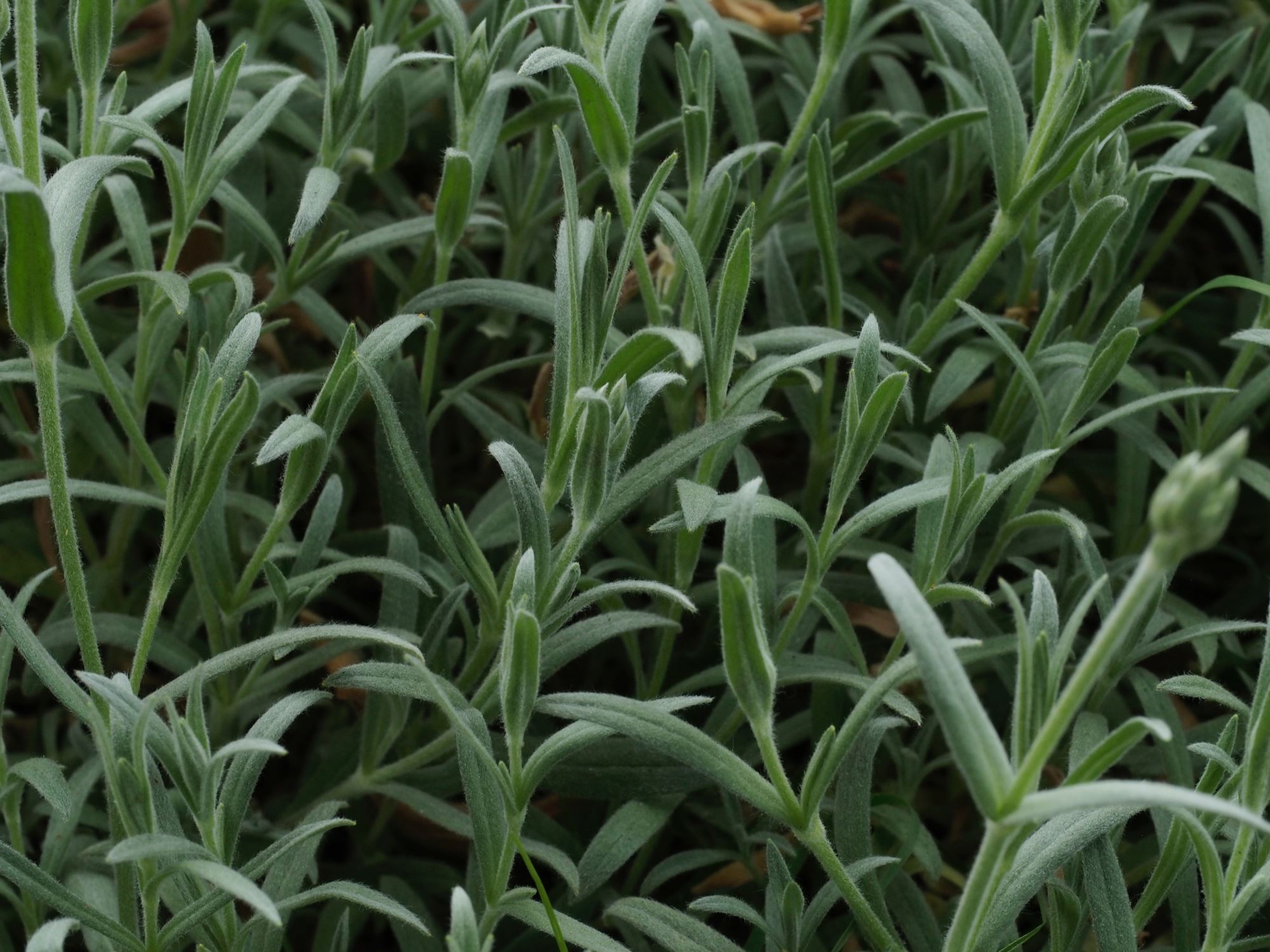 Image of Cerastium tomentosum