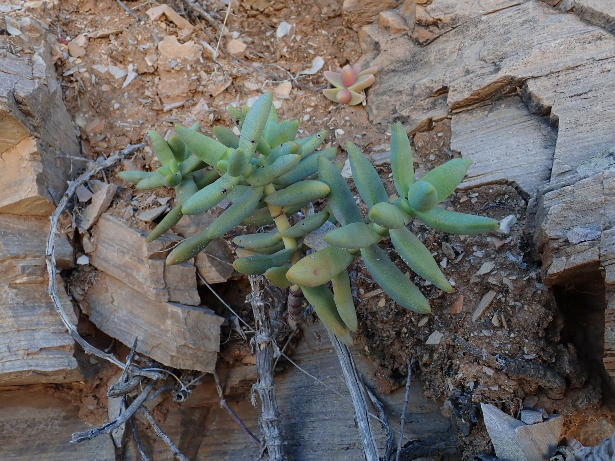 Image of Crassula brevifolia