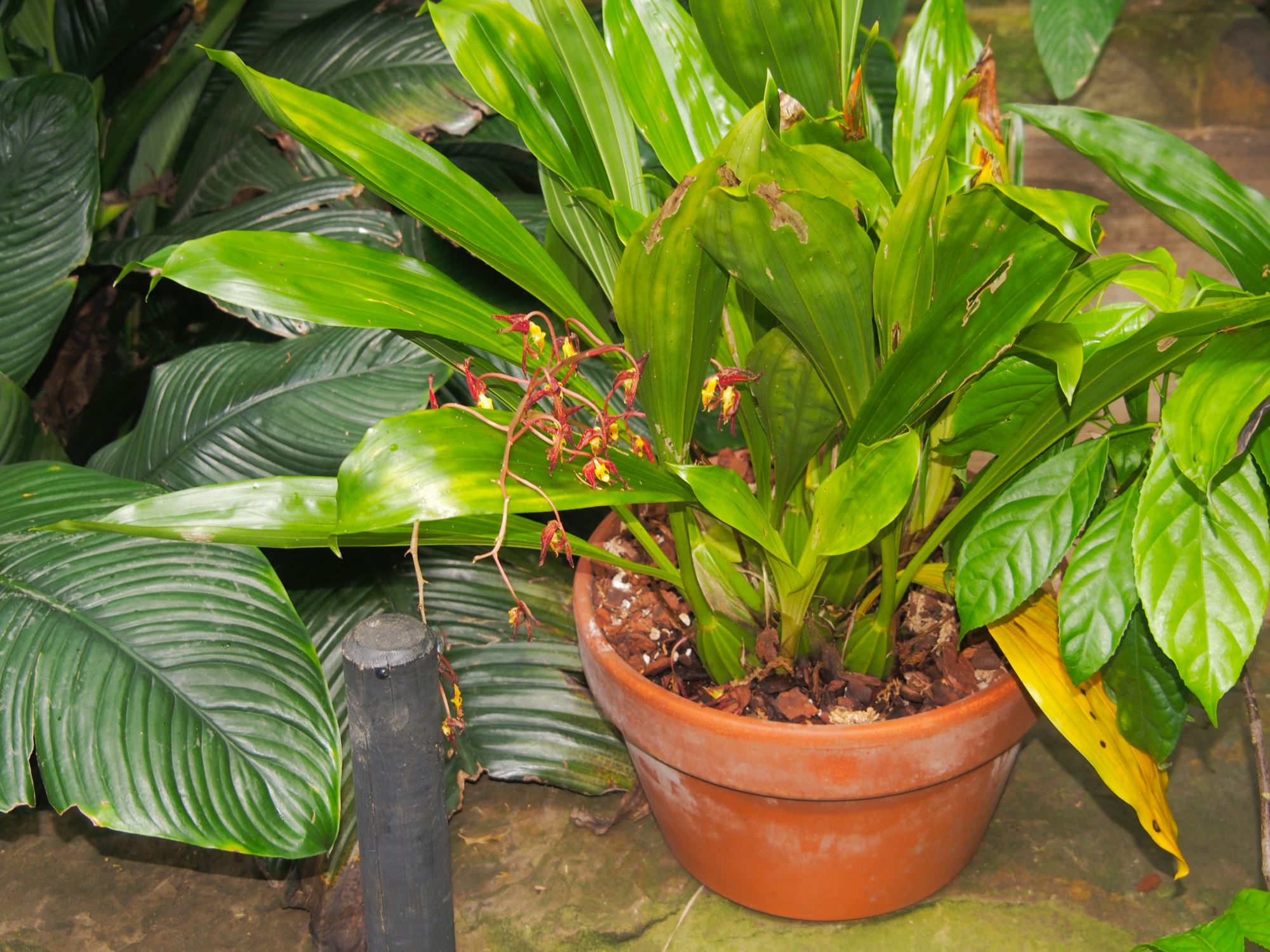 Image of Gongora quinquenervis