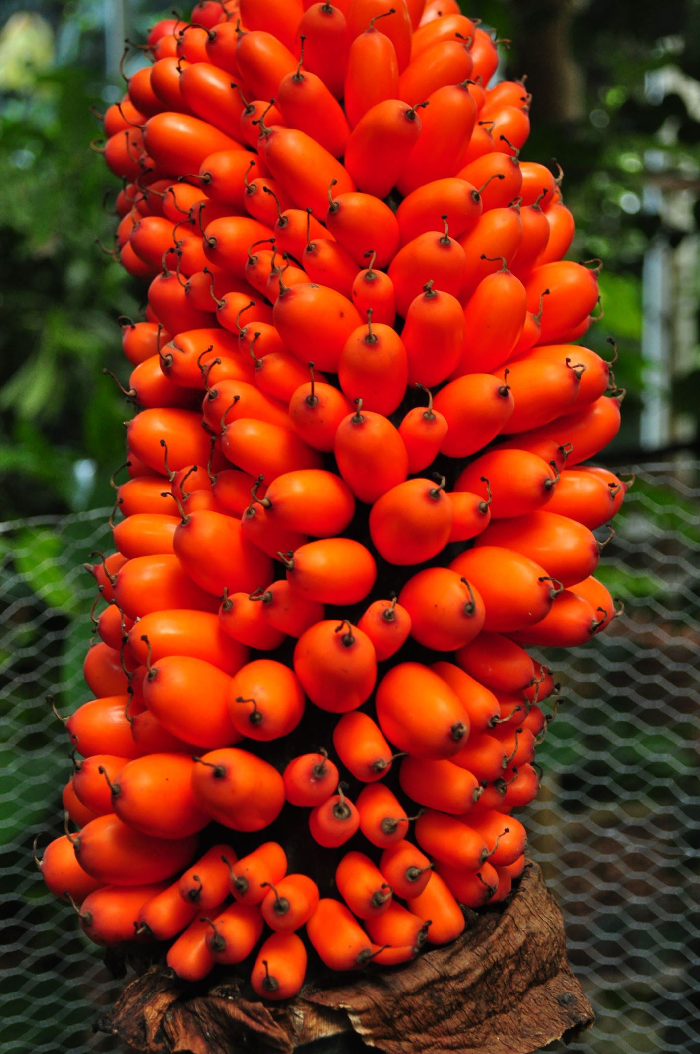 Image of Amorphophallus titanum