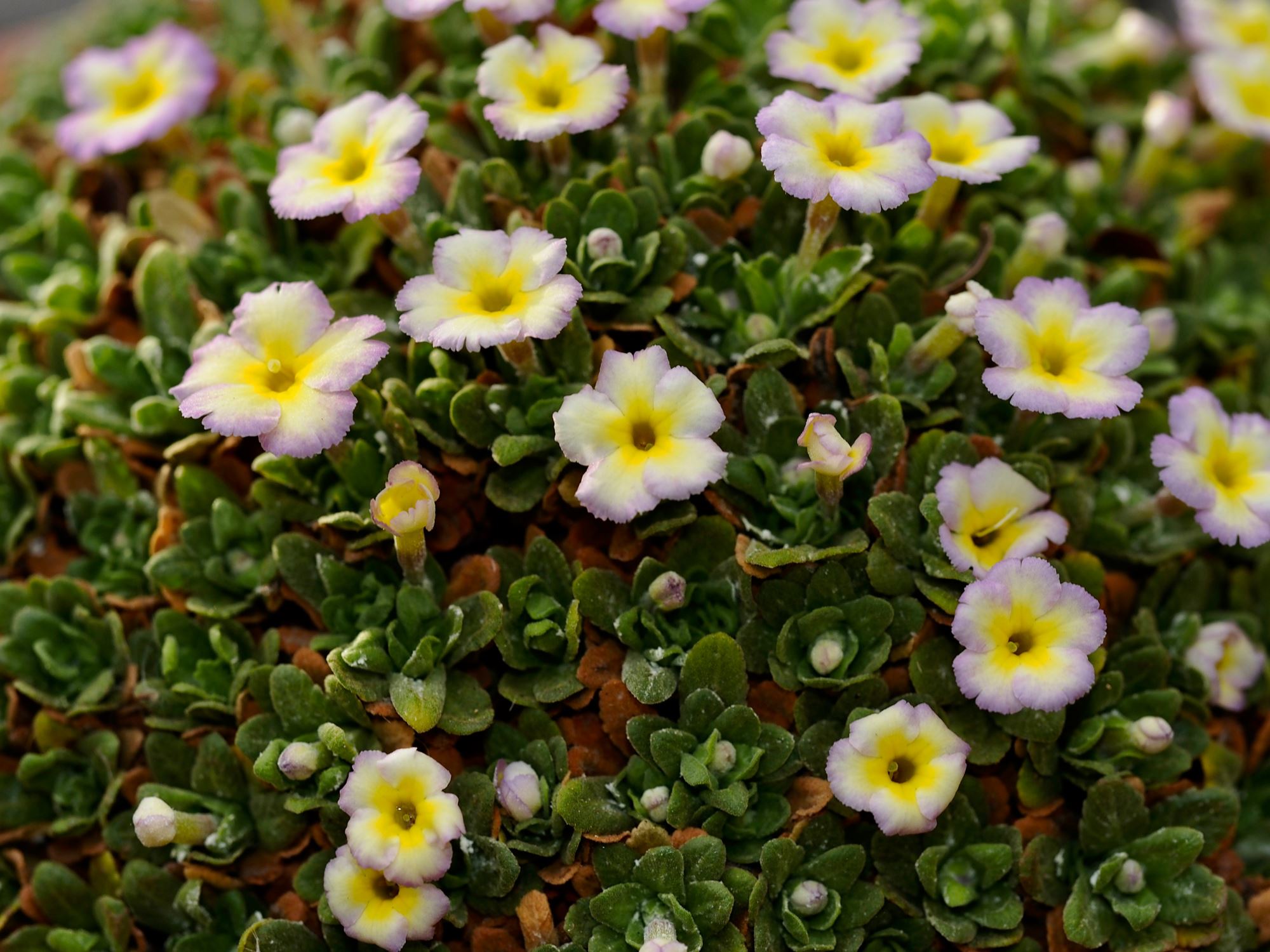 Image of Dionysia sp.