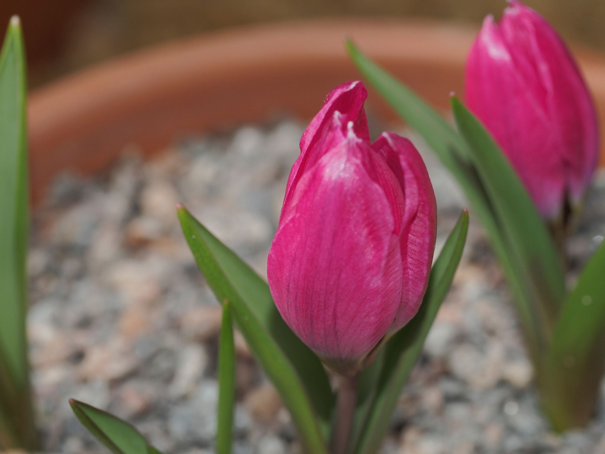 Image of Tulipa humilis Violacea Group