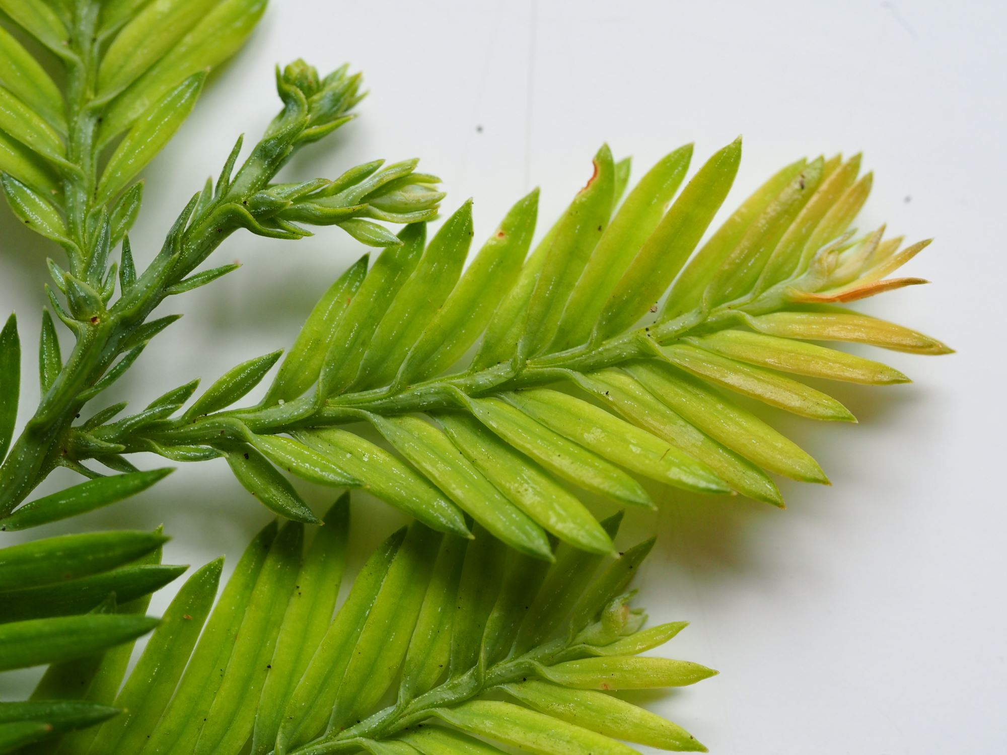 Image of Sequoia sempervirens