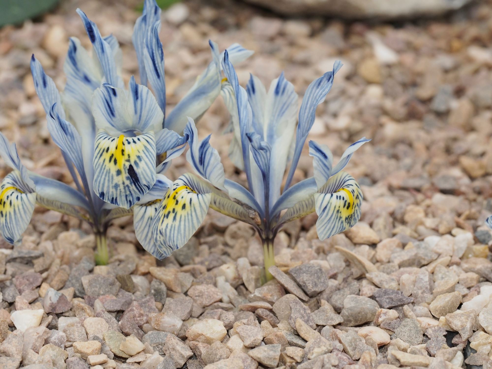 Image of Iris 'Katharine Hodgkin'