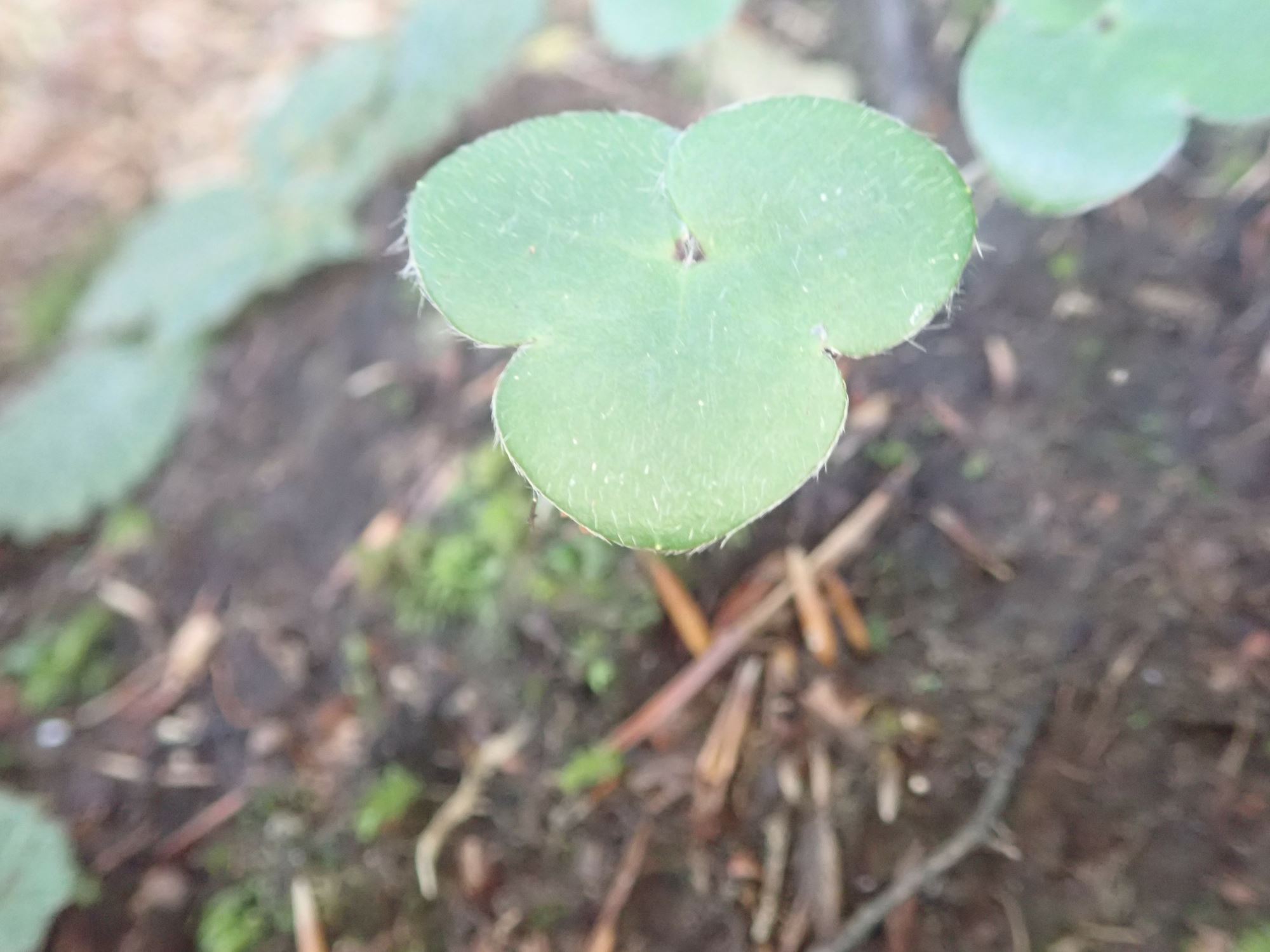 Image of Hepatica nobilis