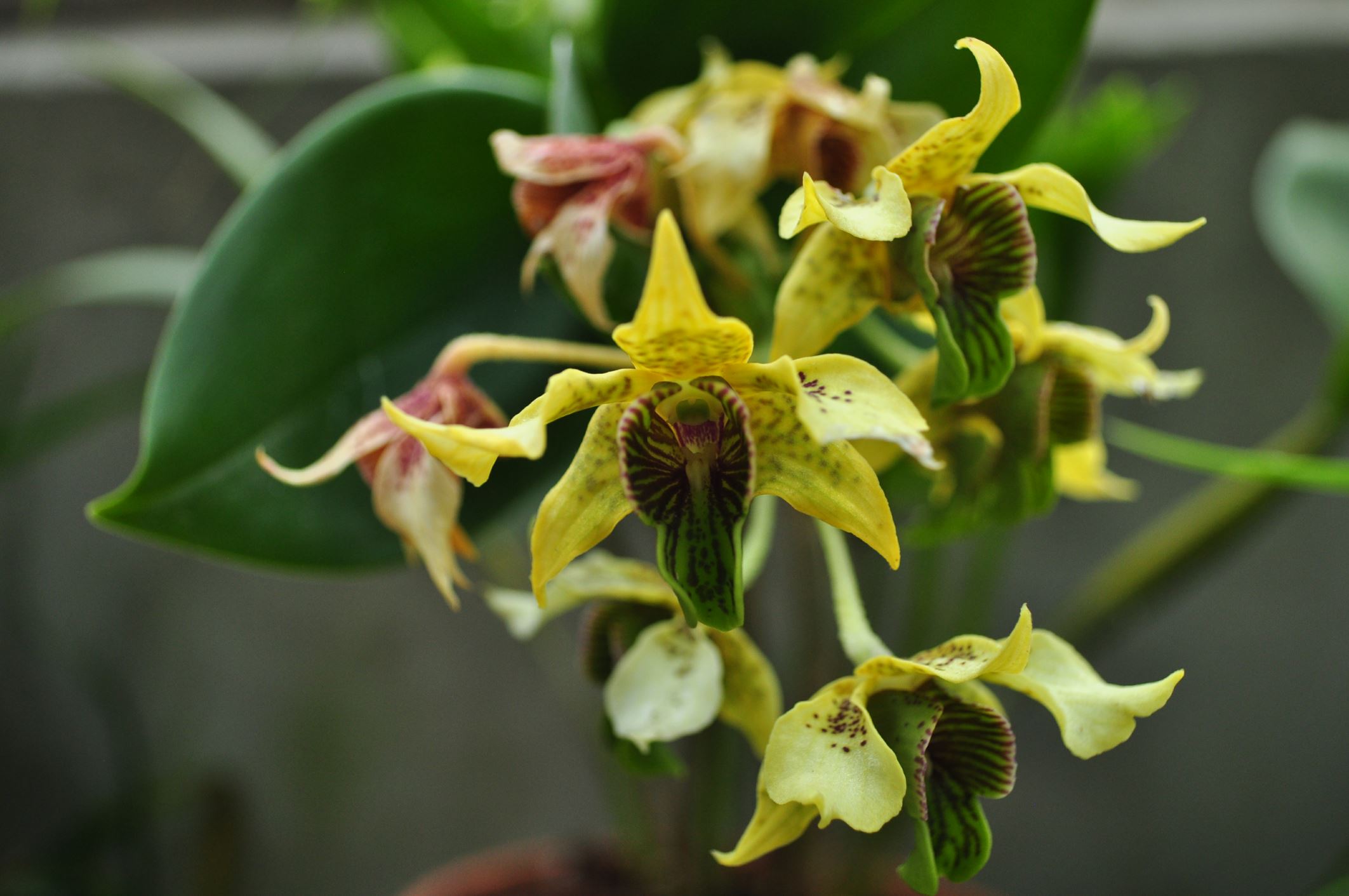 Image of Dendrobium macrophyllum Ã— D. atroviolaceum