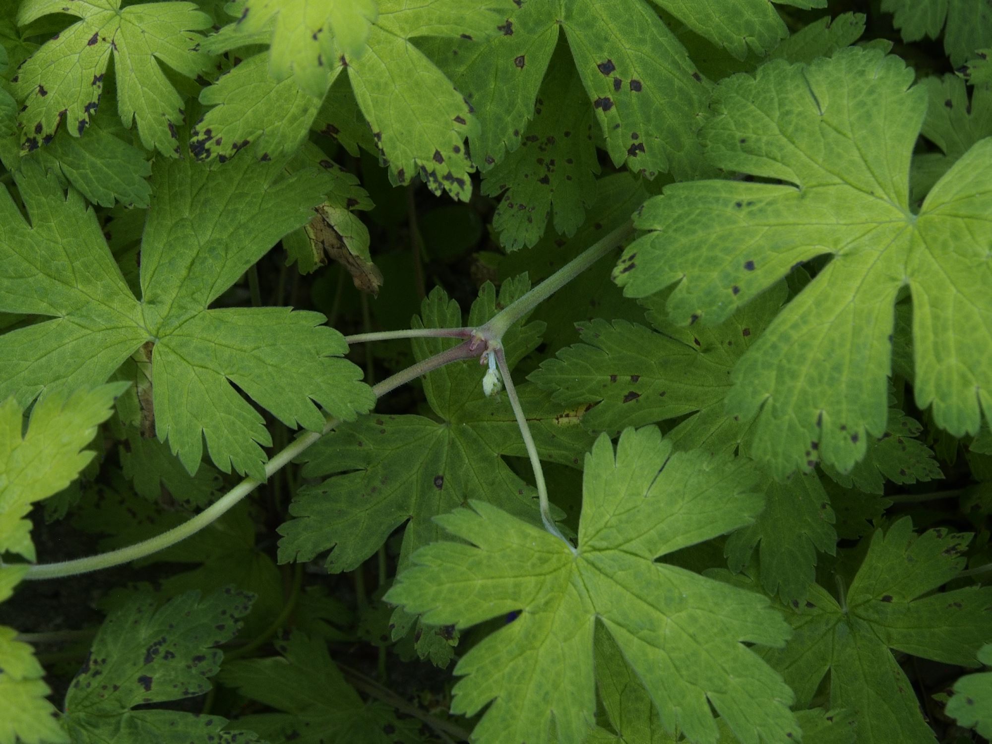 Image of Geranium procurrens Ã— G. psilostemon 'Ann Folkard'