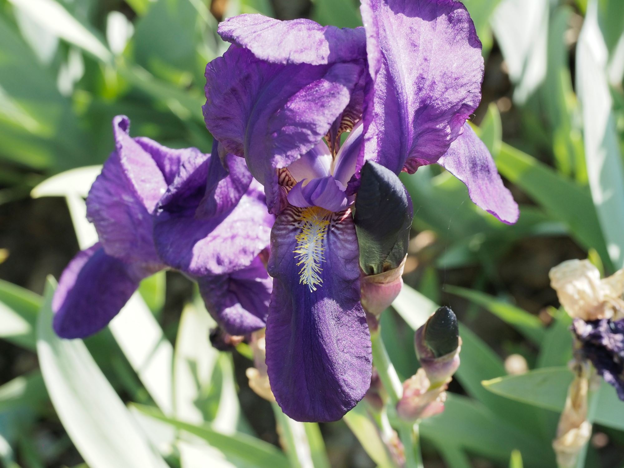 Image of Iris Ã— kochii