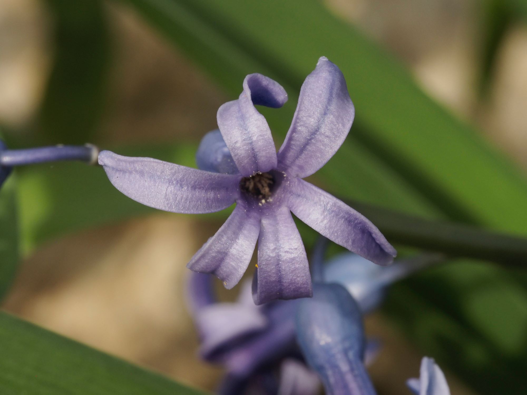 Image of Hyacinthus orientalis