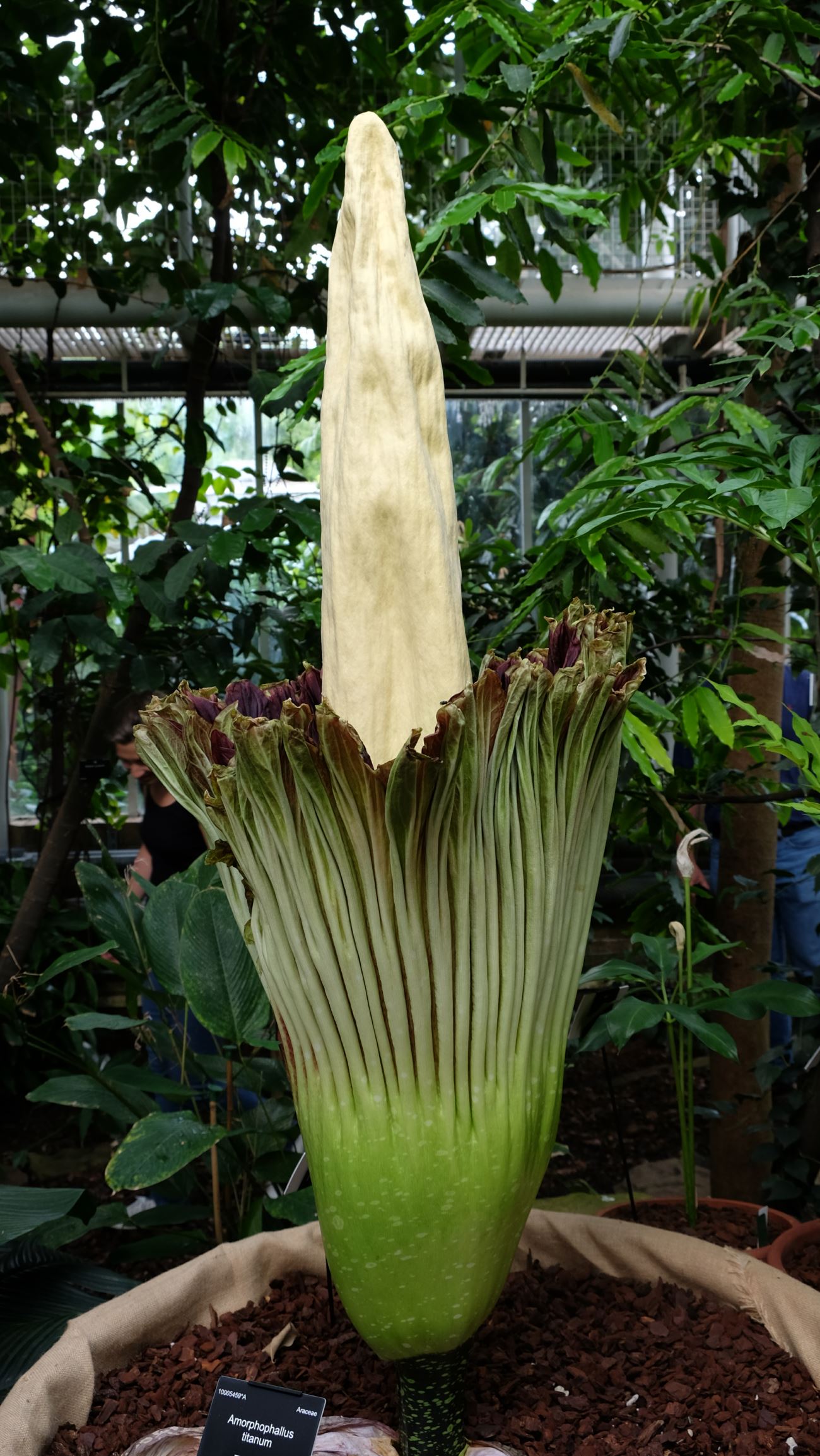 Image of Amorphophallus titanum