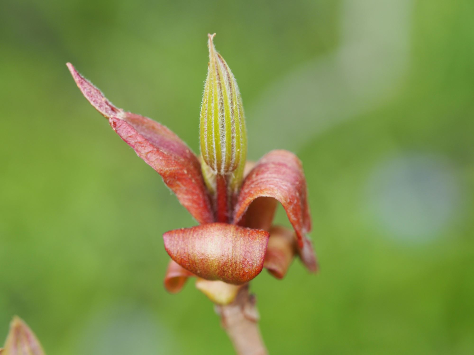 Image of Aesculus indica