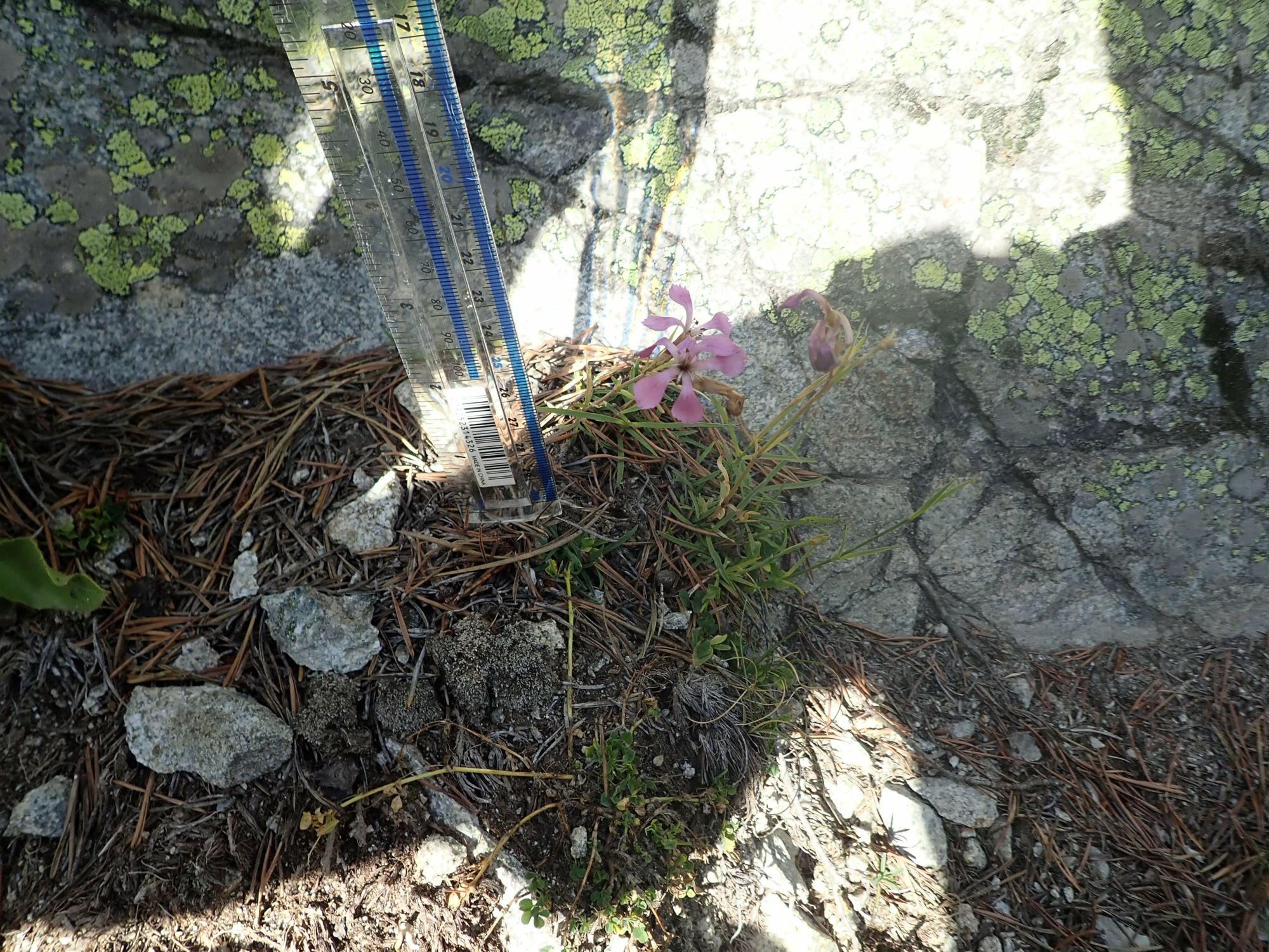 Image of Dianthus sp.