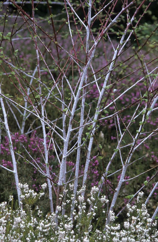 Image of Rubus thibetanus 'Silver Fern'