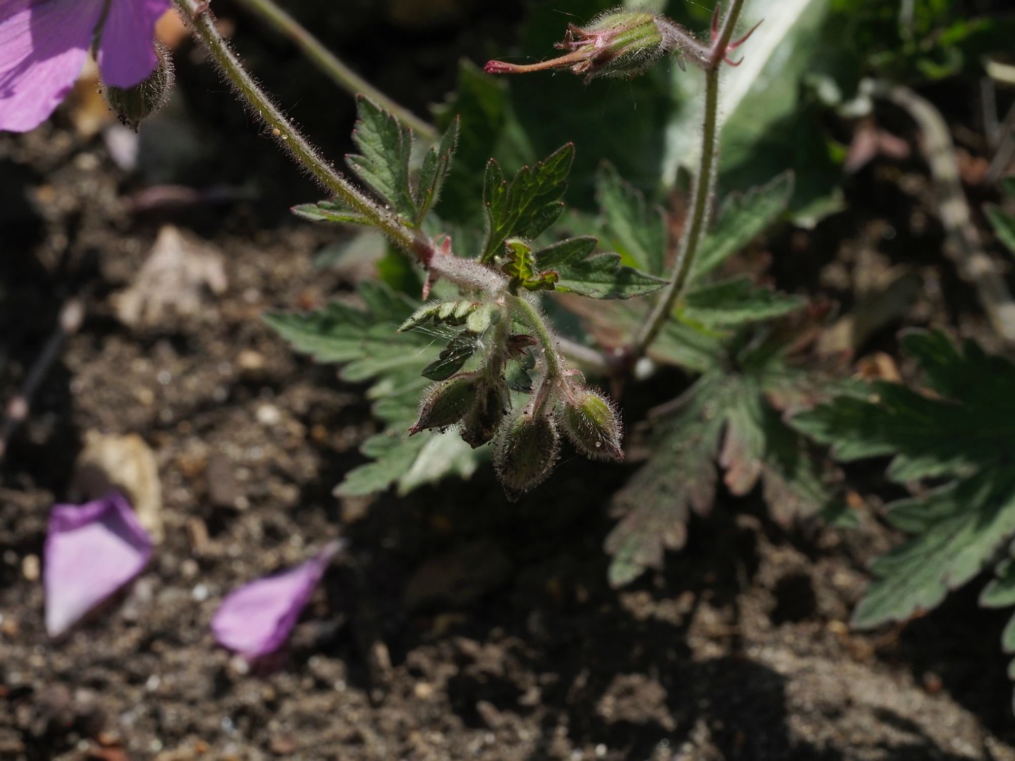 Image of Geranium pratense var. stewartianum 'Elizabeth Yeo'