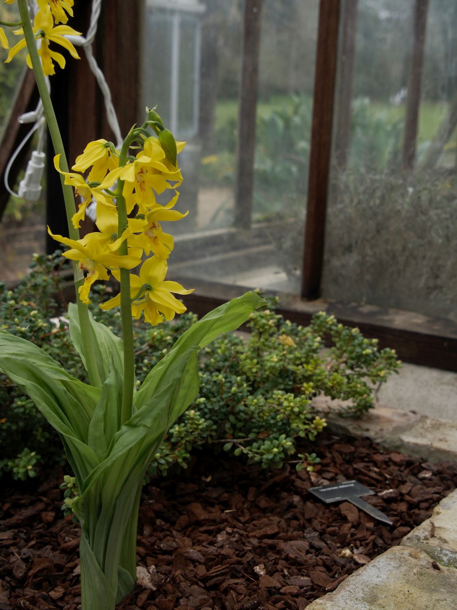 Image of Calanthe striata