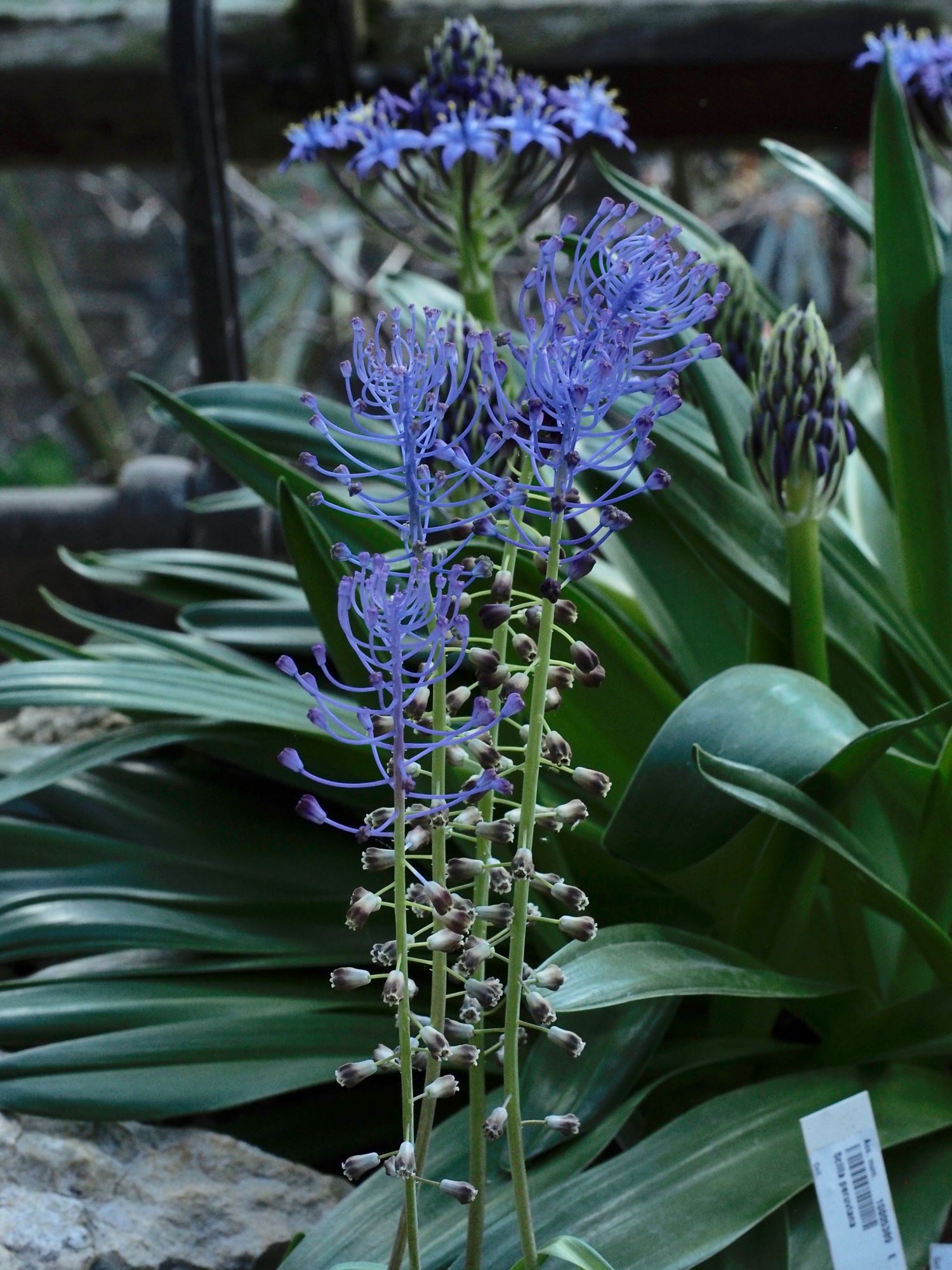 Image of Leopoldia comosa