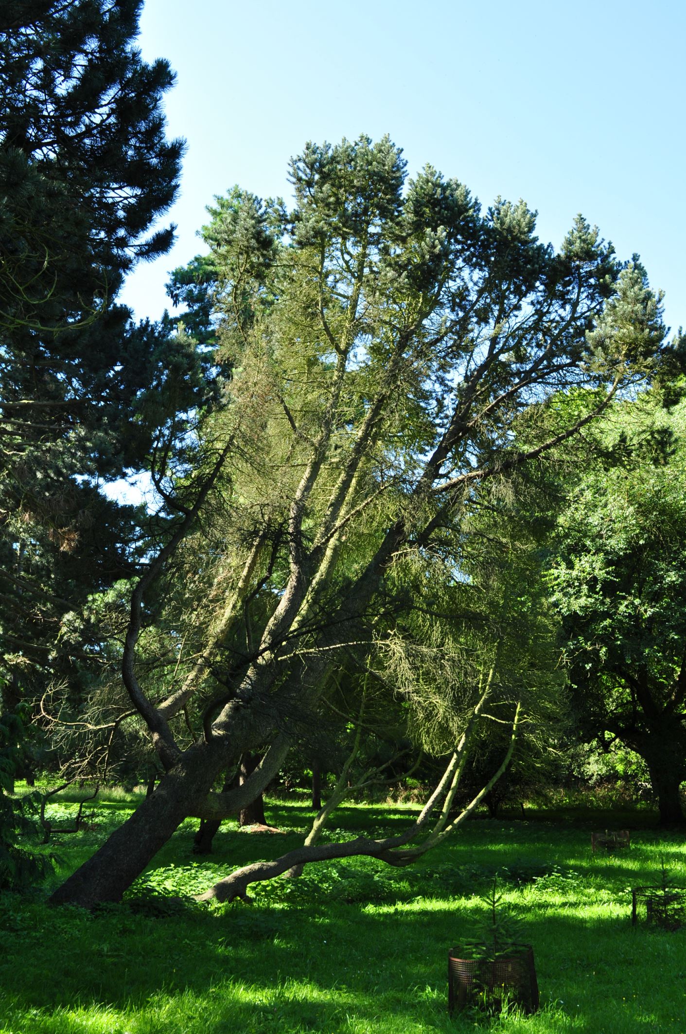 Image of Pinus monophylla