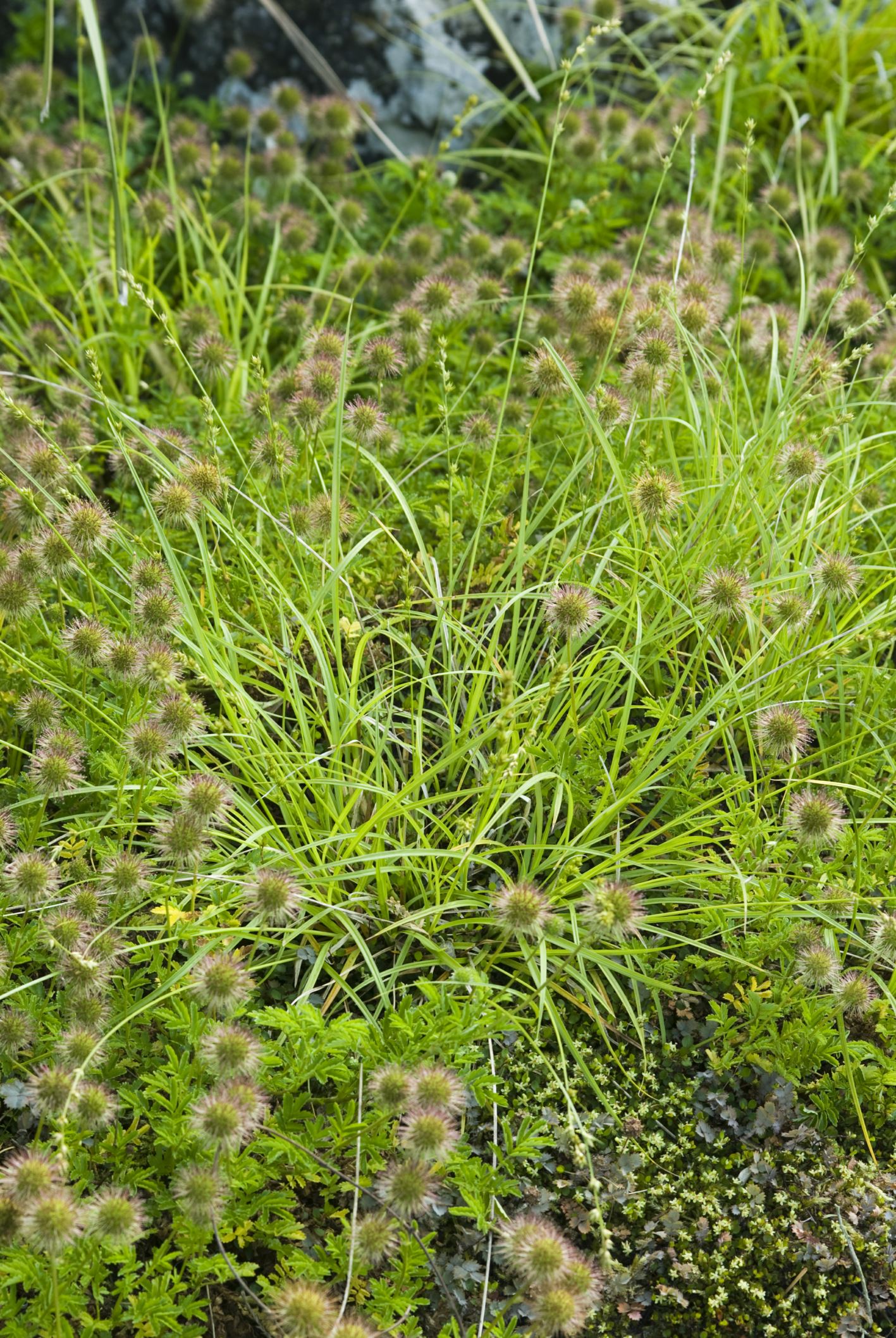 Image of Carex comans