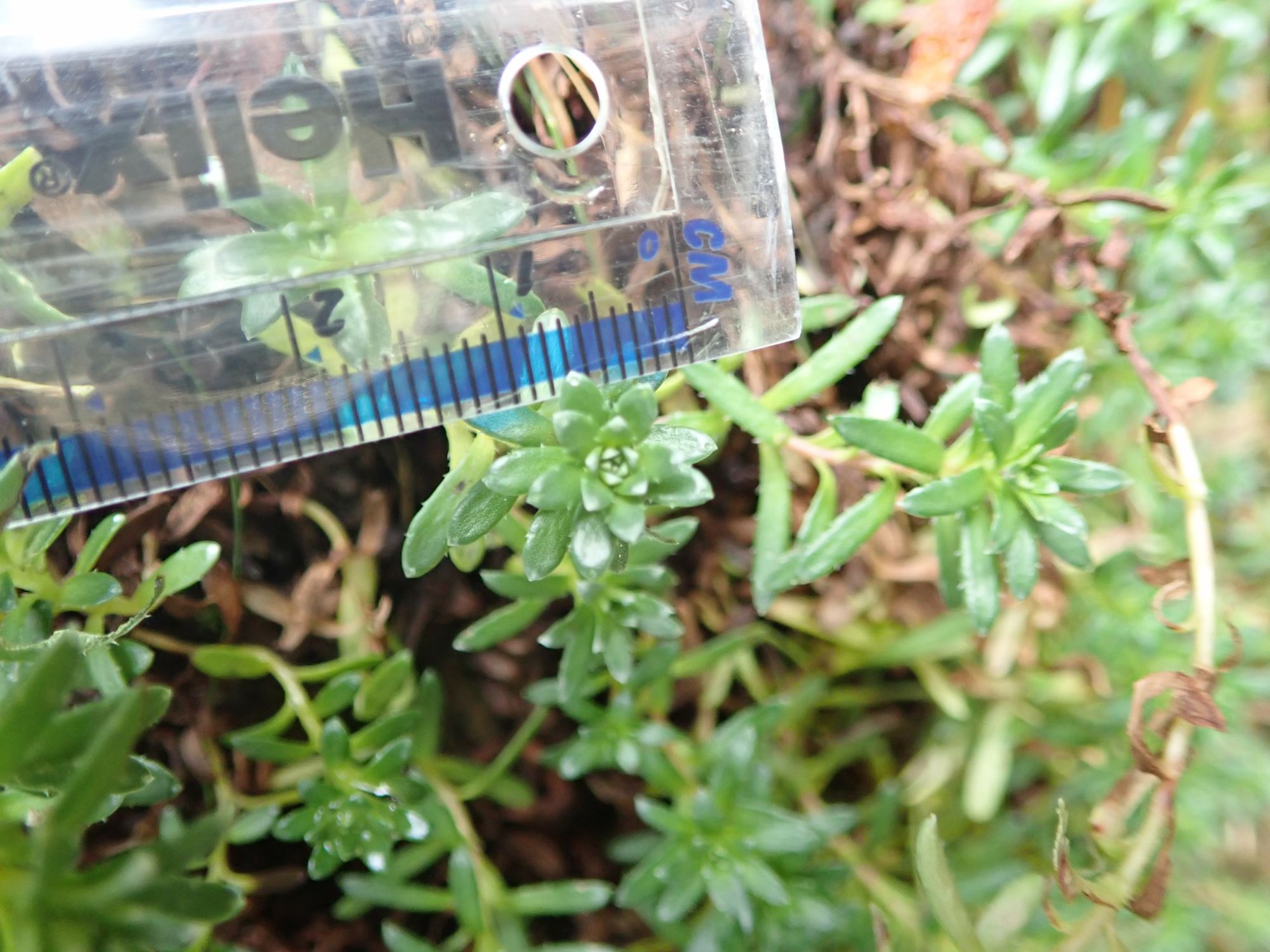 Image of Saxifraga aizoides
