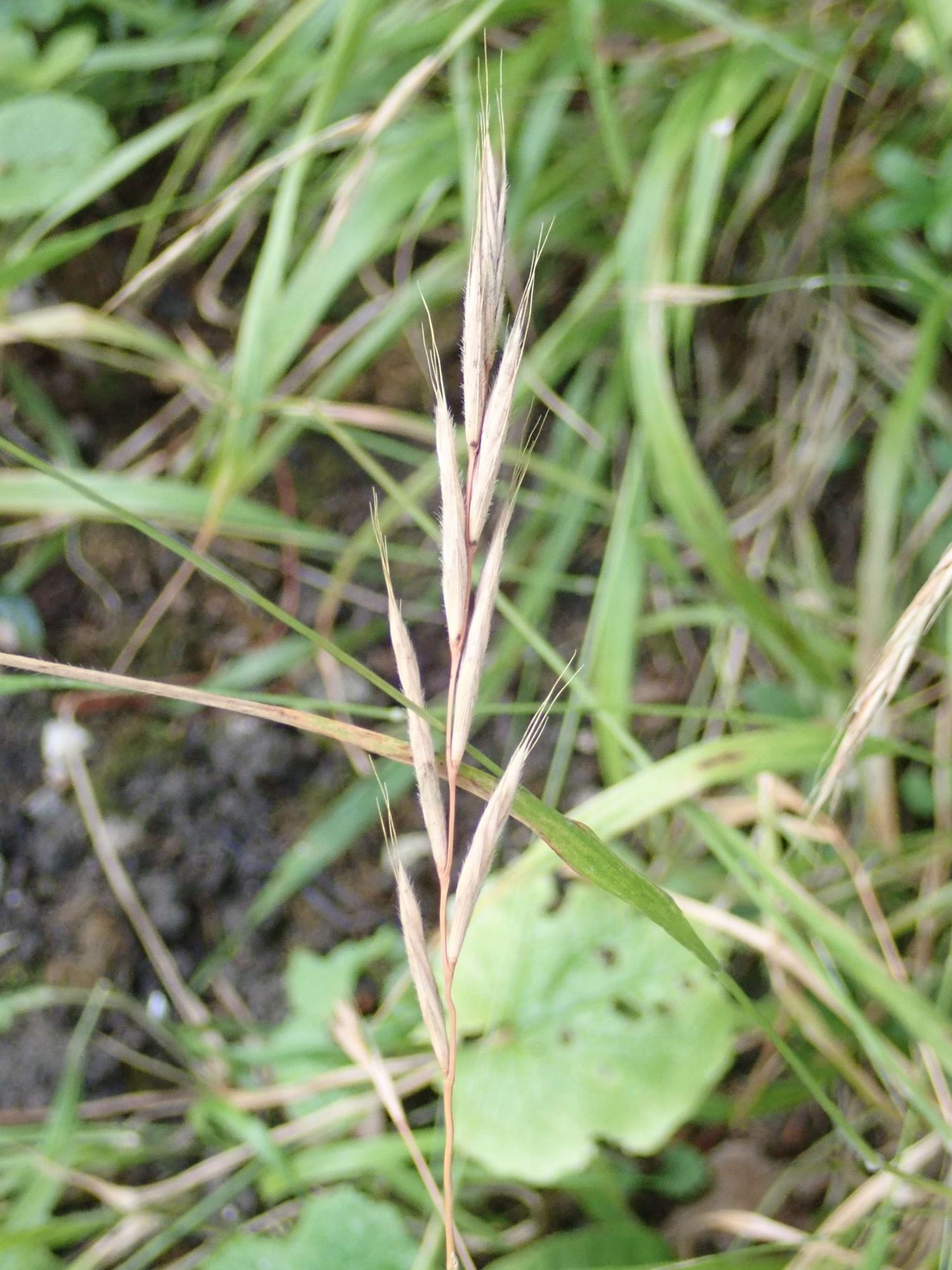 Image of Brachypodium sylvaticum