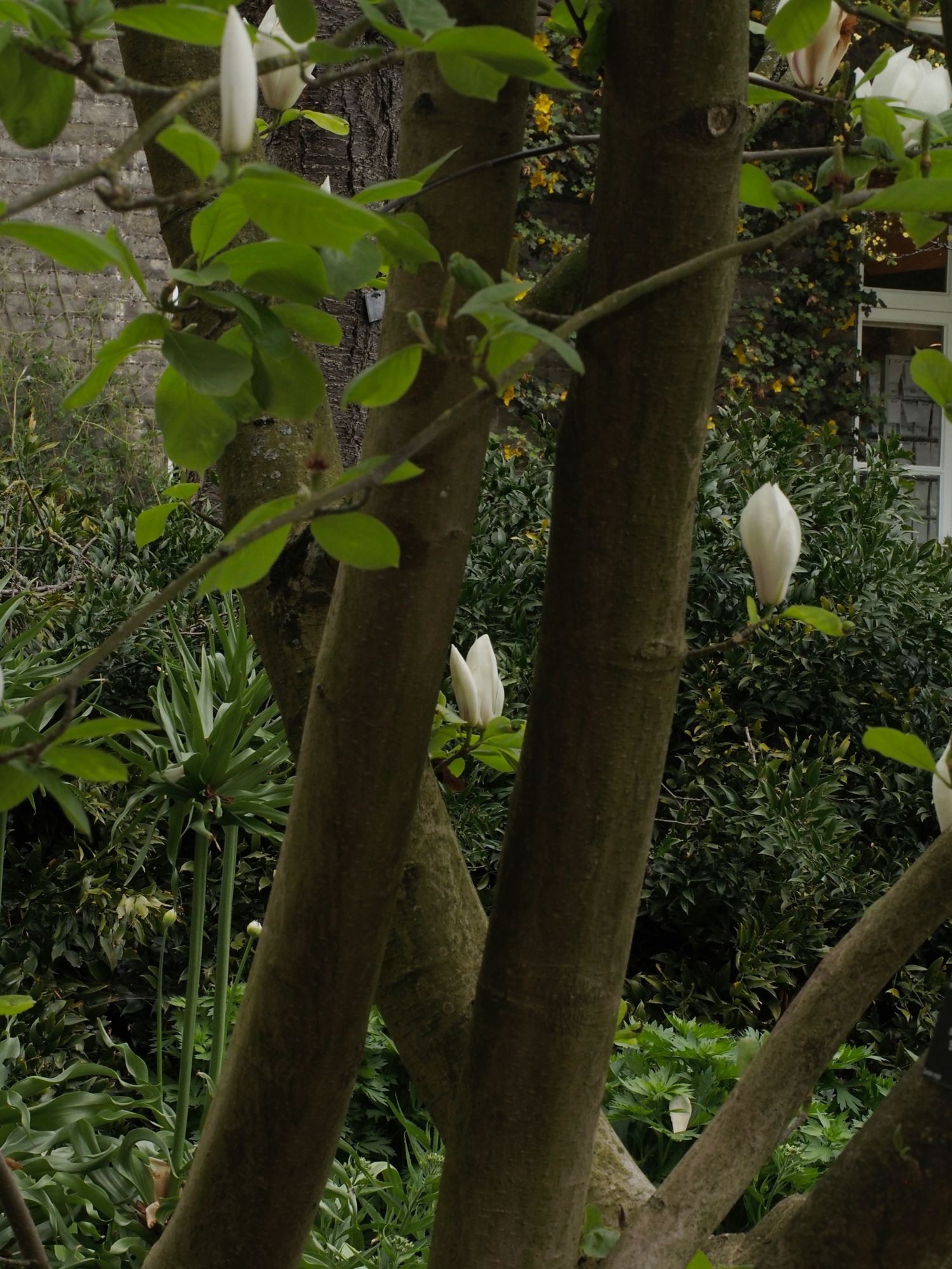 Image of Magnolia Ã— soulangeana 'Brozzonii'