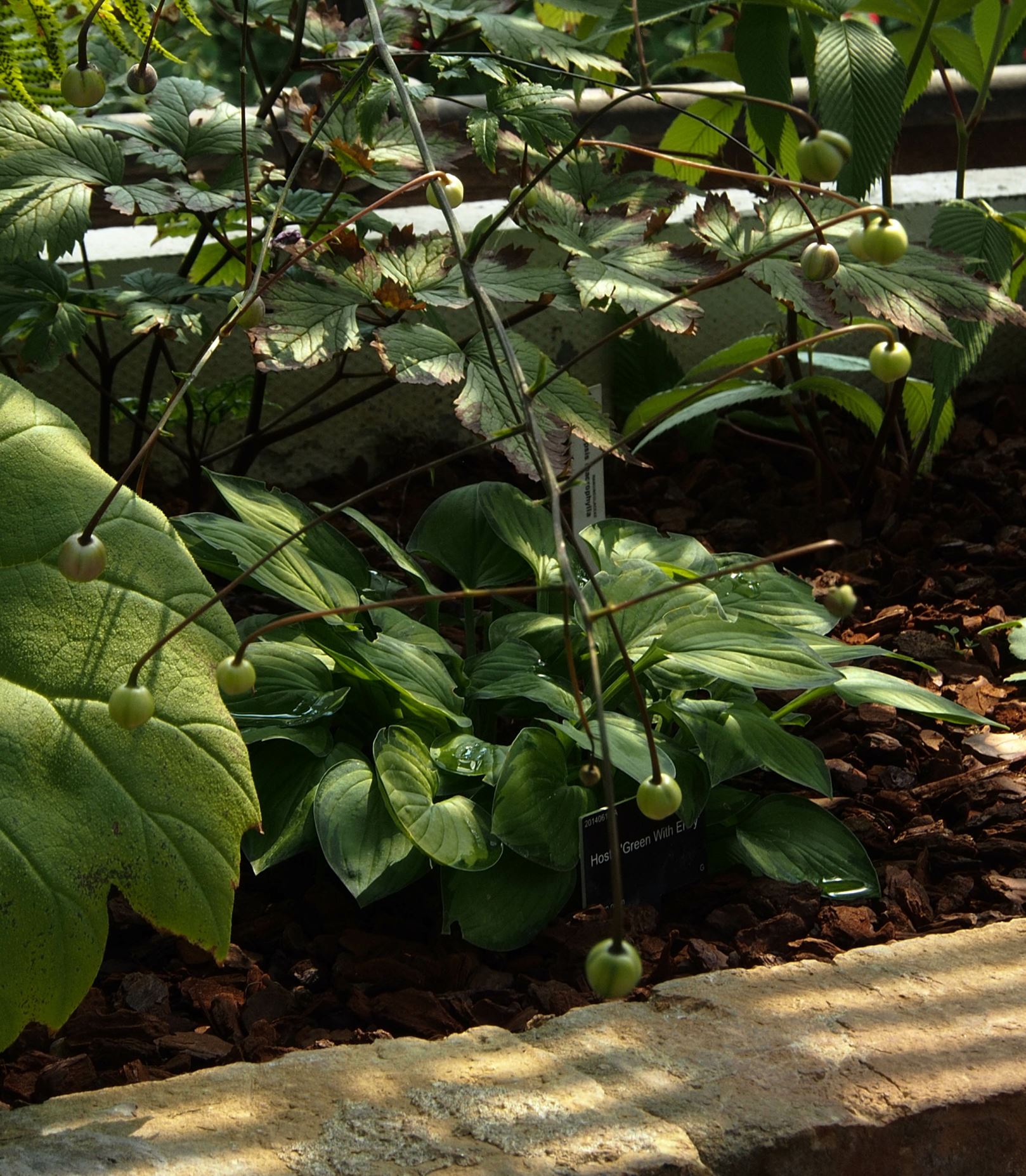 Image of Anemonopsis macrophylla