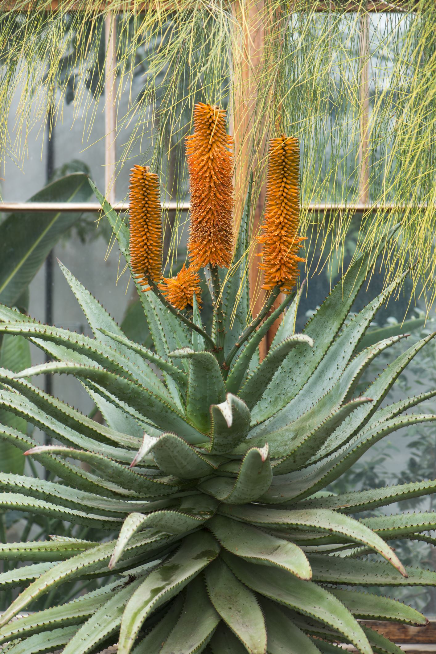 Image of Aloe ferox