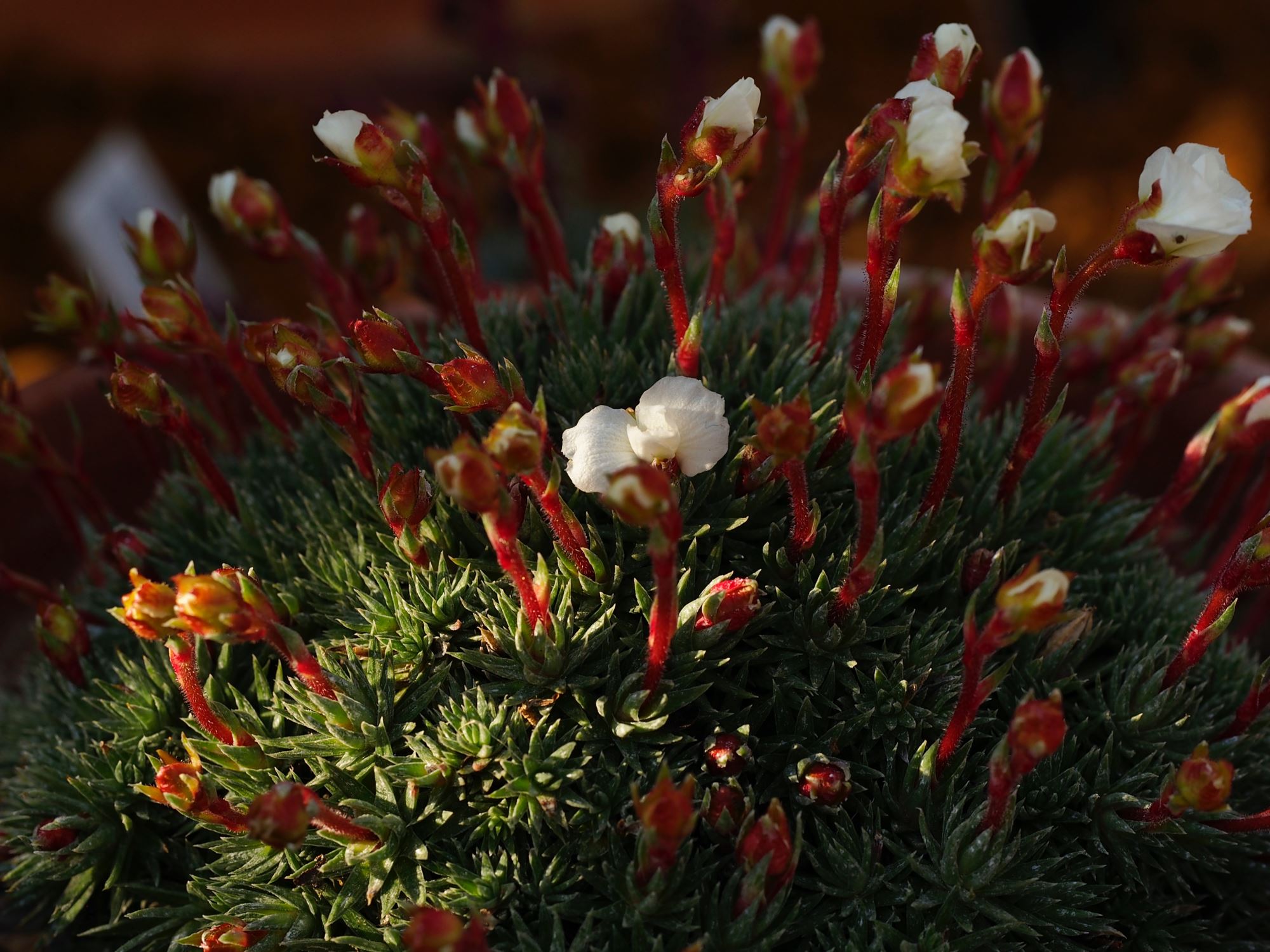 Image of Saxifraga burseriana